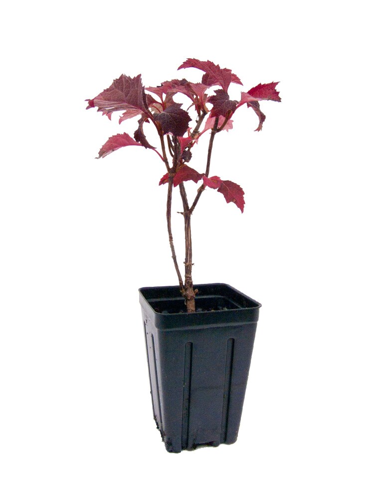 FOREVER LEAF 7 in. Alabama Artificial Hydrangeas - Alabama Fan Gifts Desk  Sets and Accessories for Women ‎FL05110ALA - The Home Depot