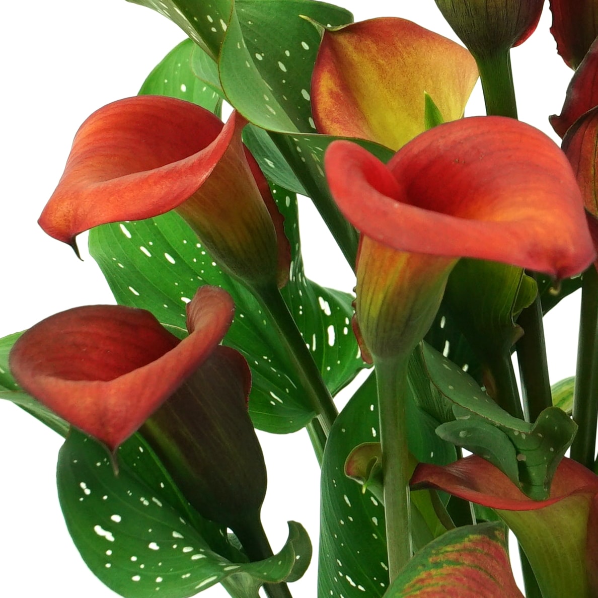 Lowe's NURSERY annuals - View #3