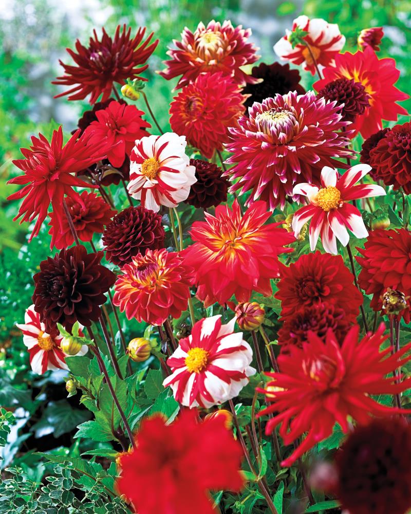 Gardens Alive! 81100 Multicolor Fire and Ice Mixed Dahlia Bulbs 5 Pack