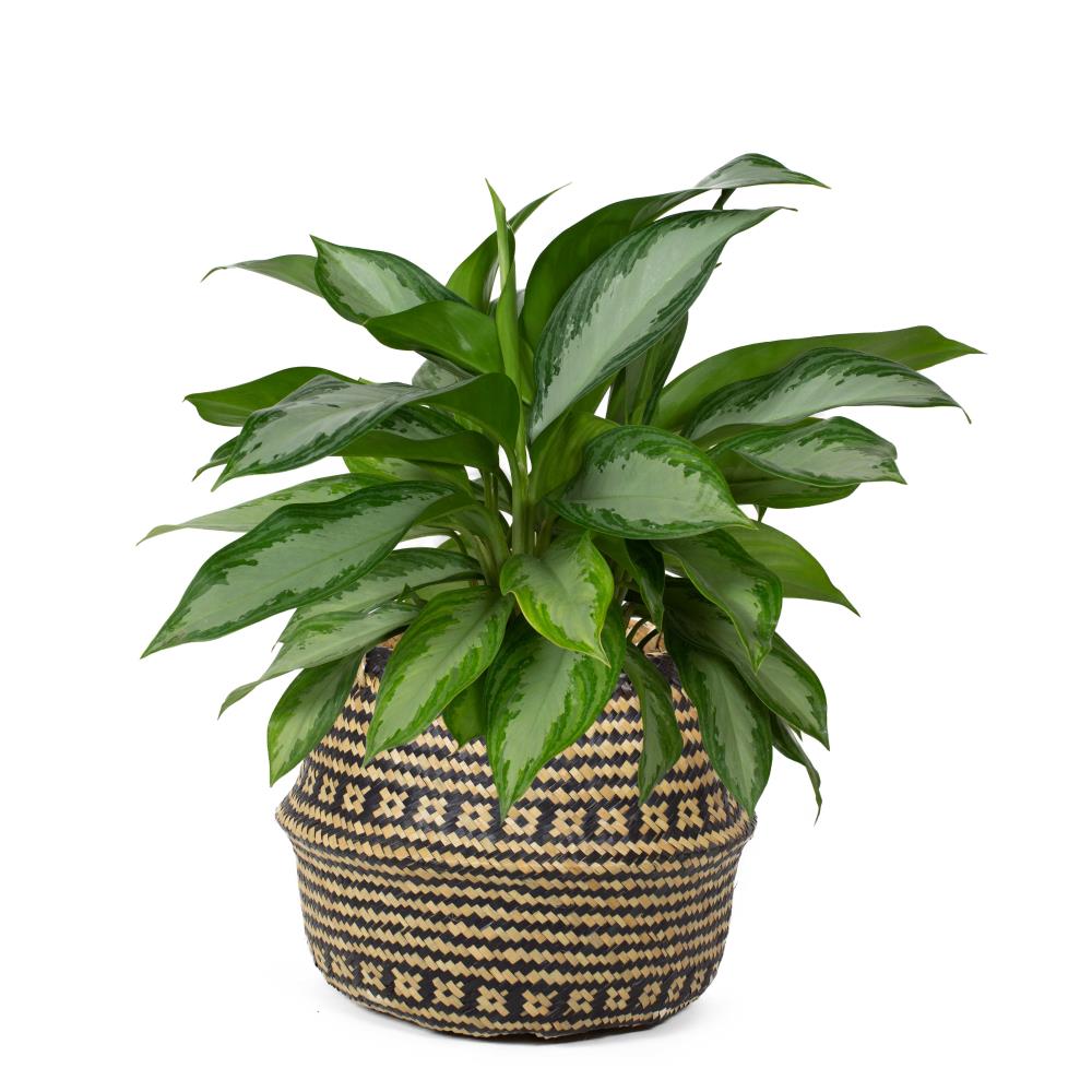 LiveTrends CHNEVERGREENTRBLBSKT Chinese Evergreen in 3-Gallon (s) Planter