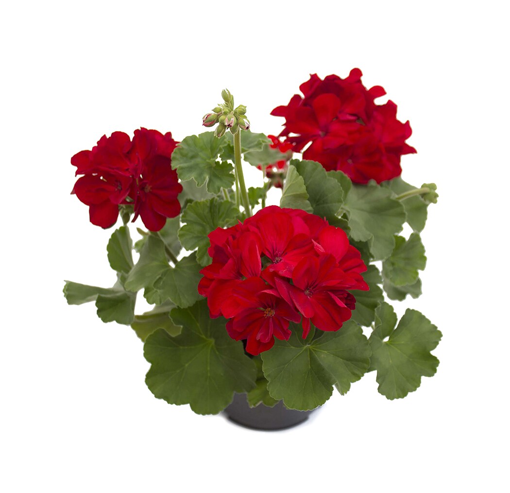 Lowe's 560004 annuals - View #4