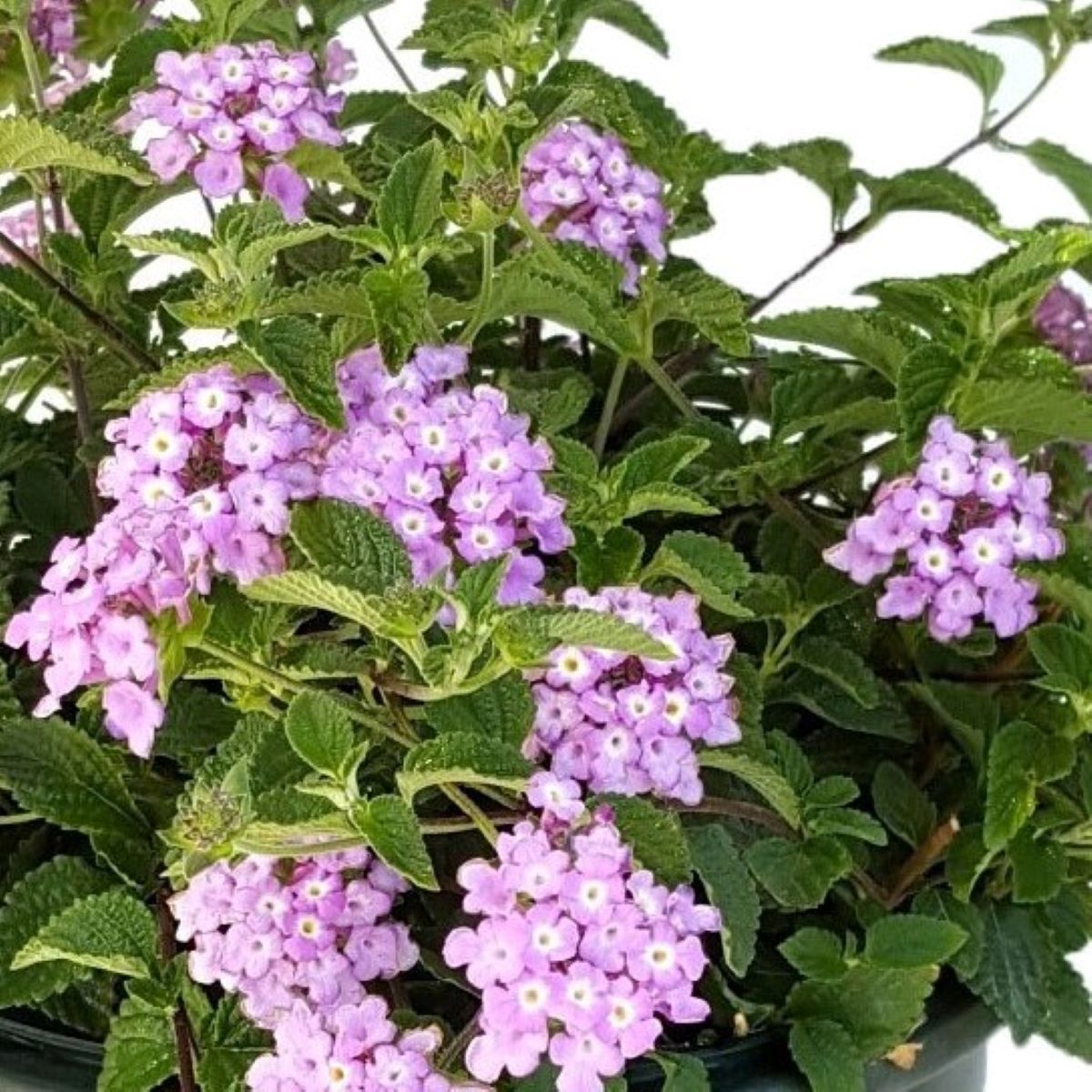 Altman Plants 0881247 perennials - View #3