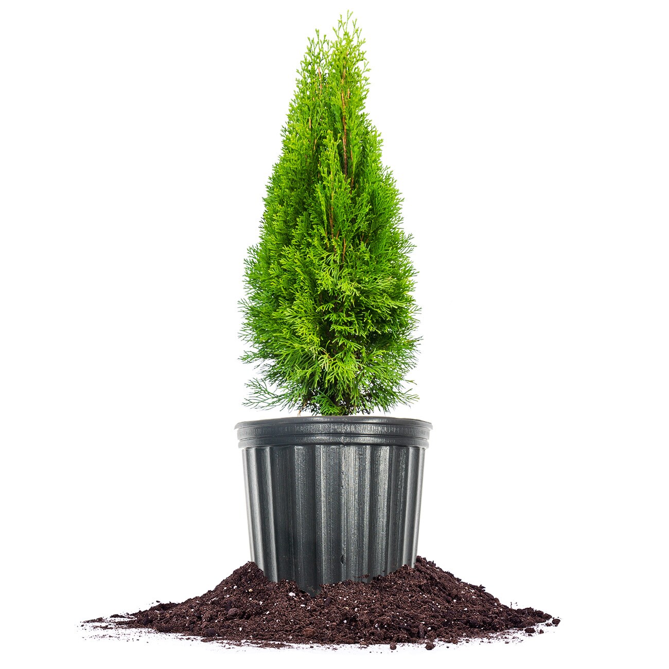 Perfect Plants LOEMRLDARBRVTE3G 3-Gallons Screening Emerald Green Arborvitae In Pot (With Soil)