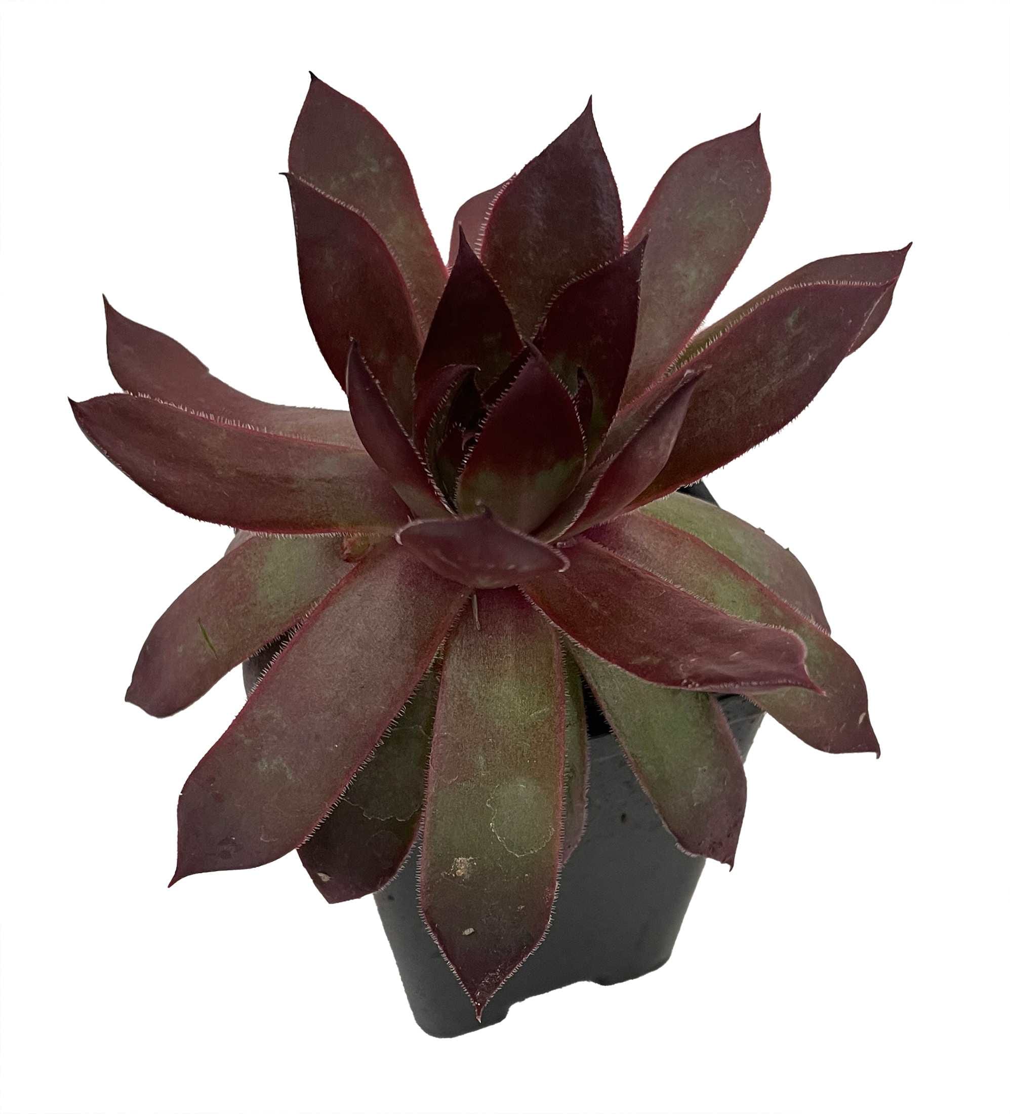 Hirt's Gardens COPPERCAN Copper Canyon Hens & Chicks - 2.5 inch Pot - Sempervivum - Chick Charms®