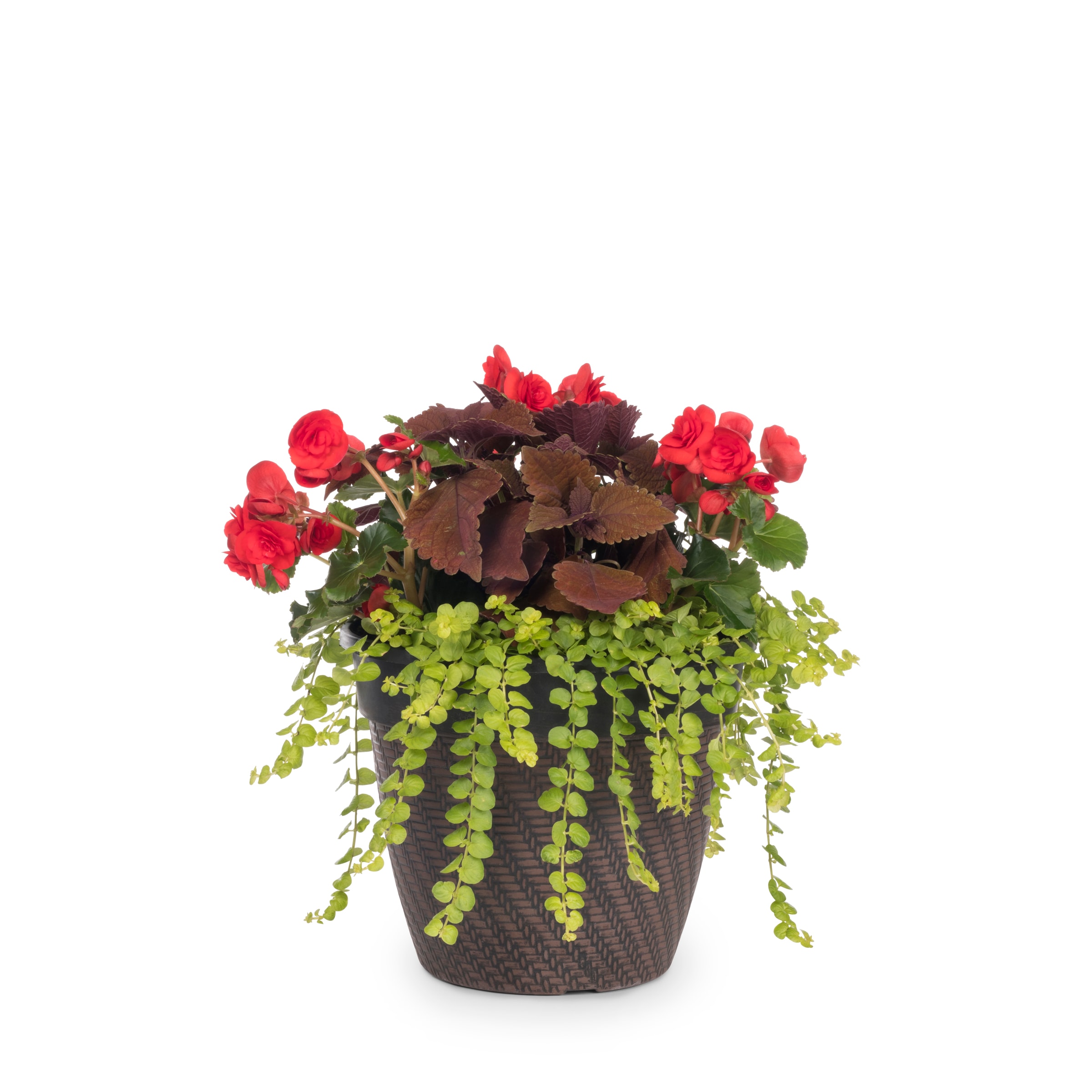 Lowe's 824984 annuals - View #2