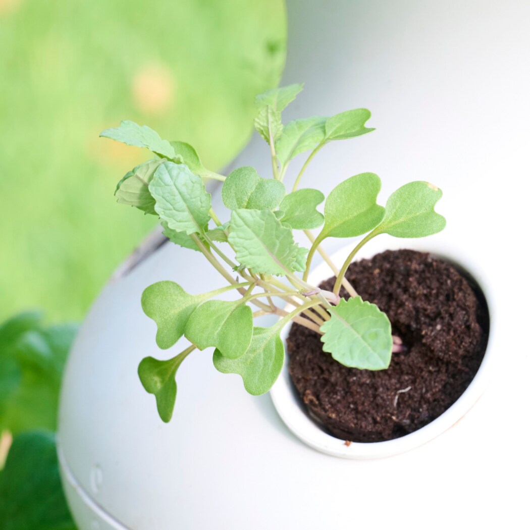Lettuce Grow SO-SV-6-37084853 Vegetable-Plants - View #10
