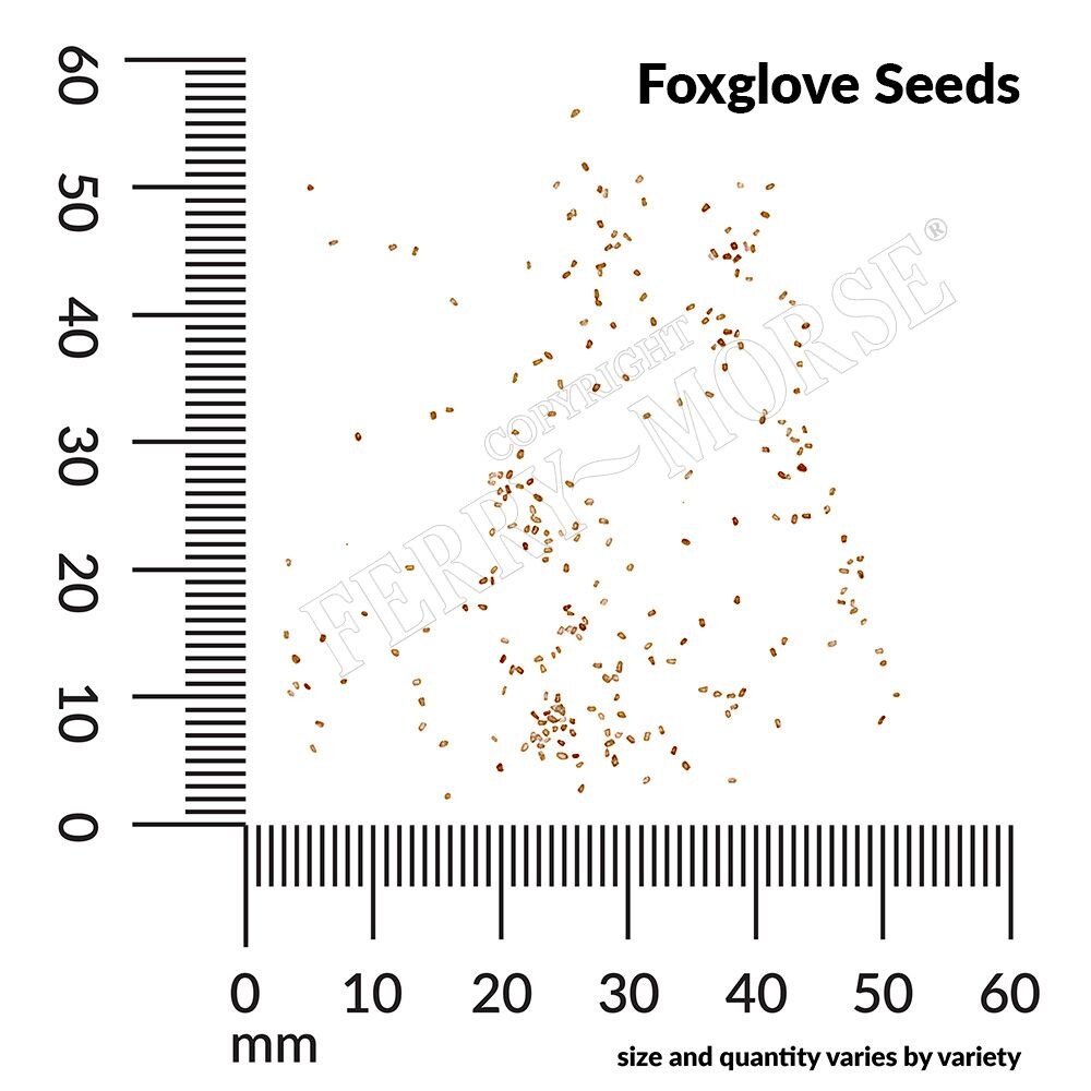 Ferry-Morse LC25.5645 seeds - View #4