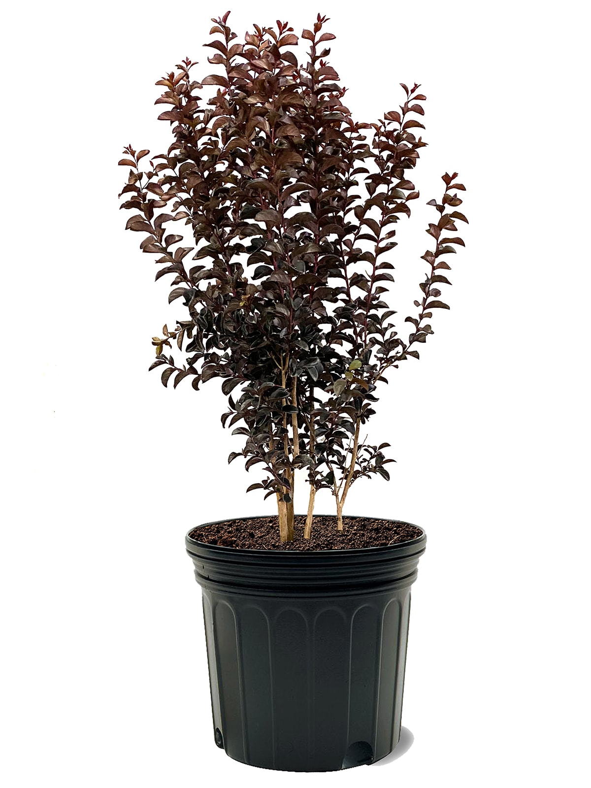 Pure White Crape Myrtle Plants, Bulbs & Seeds at Lowes.com