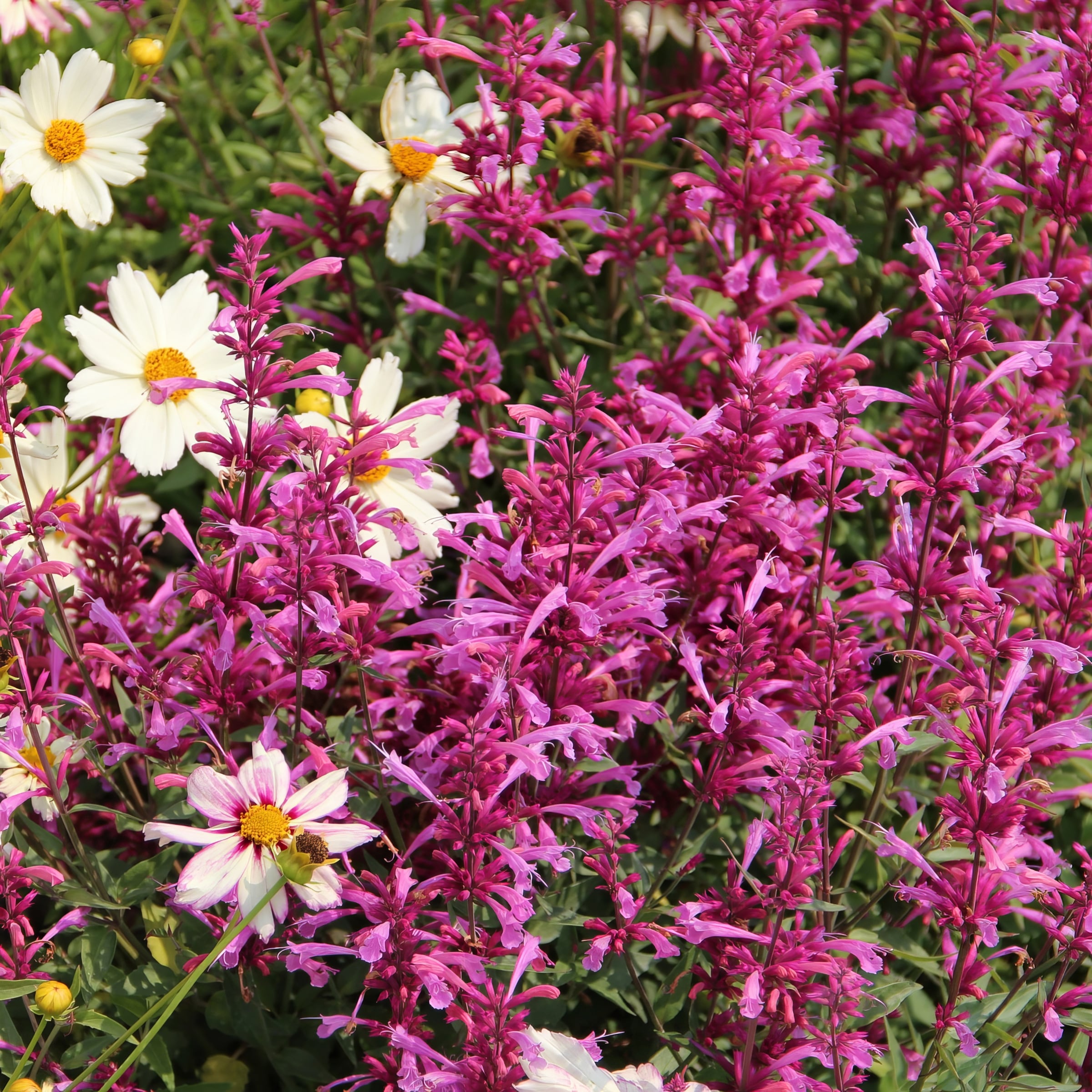 National Plant Network LW1702 perennials - View #3