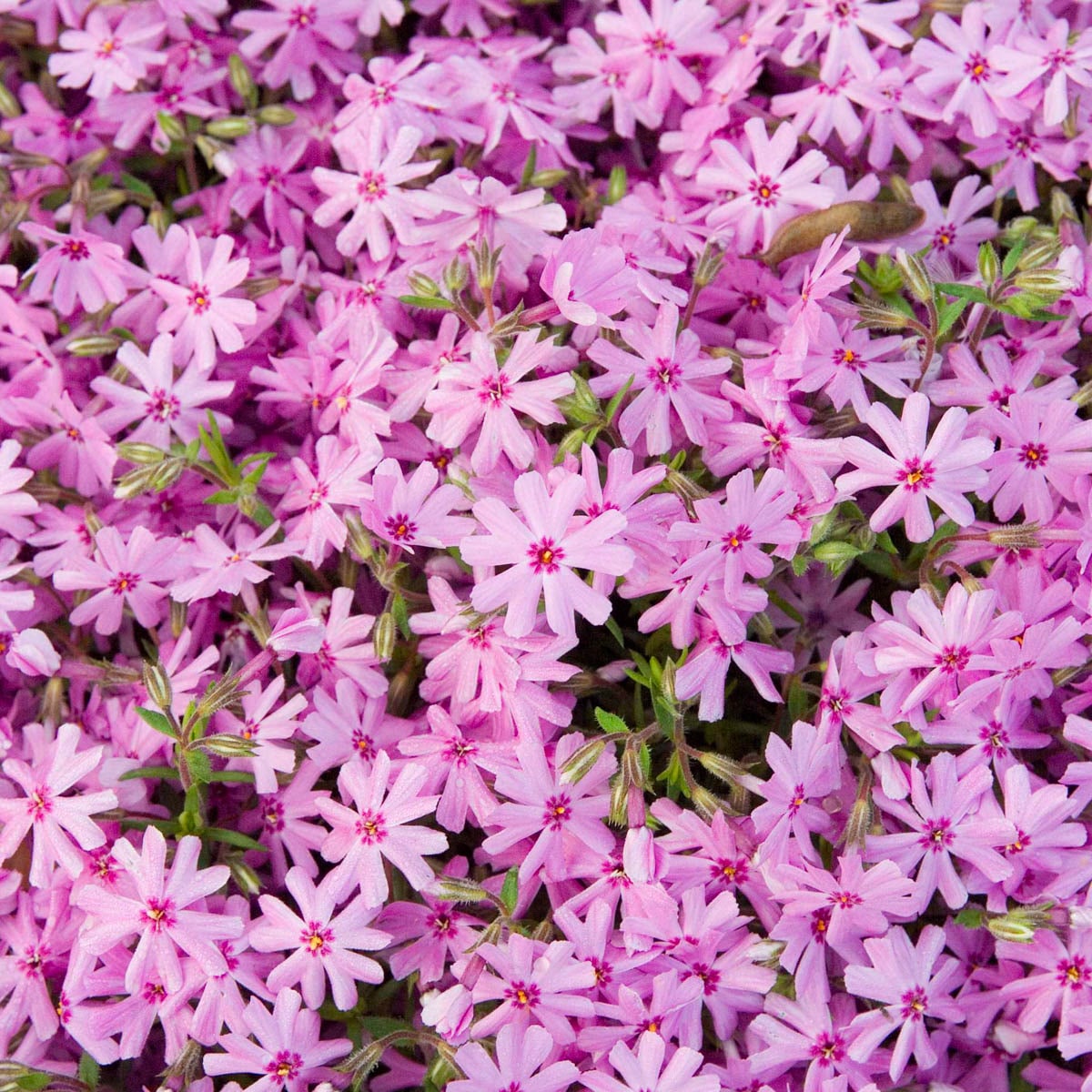 Collection Beautiful Flowers Assorted Aster Daisy Rose Phlox