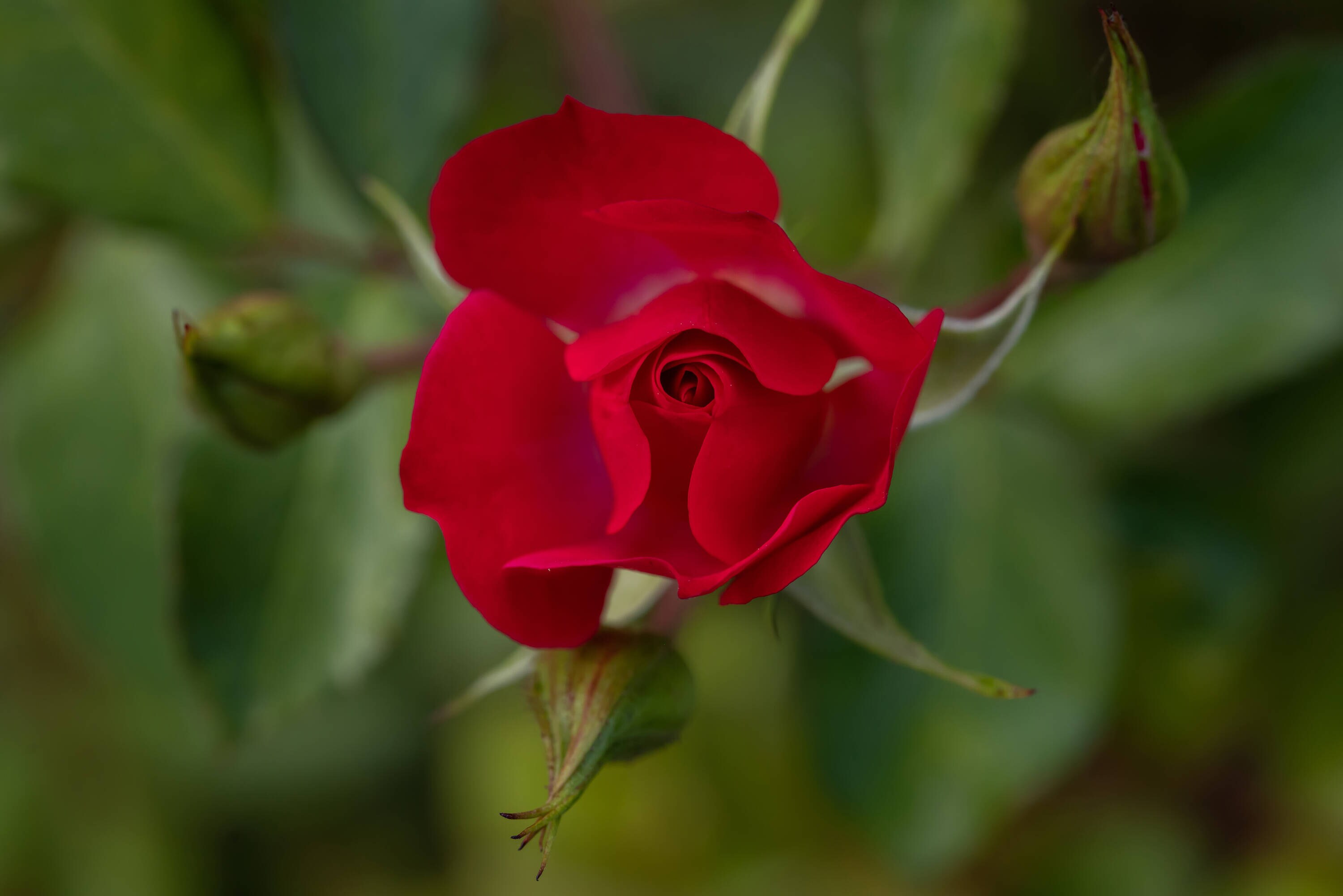 Lowe's NURSERY roses - View #2