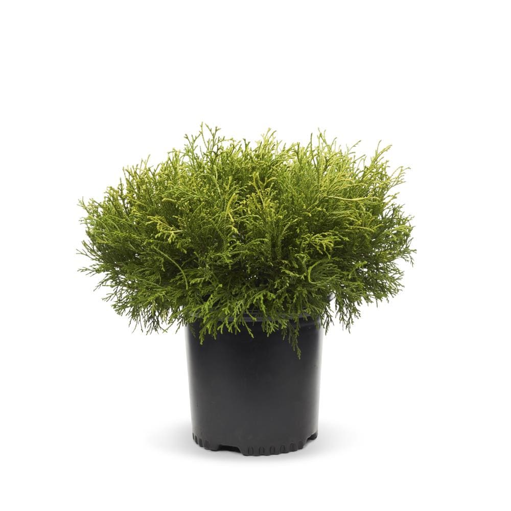 Holiday Living NURSERY Lemon Thread False Cypress Accent Shrub in 1 -Gallon Pot 1.0 -Pack