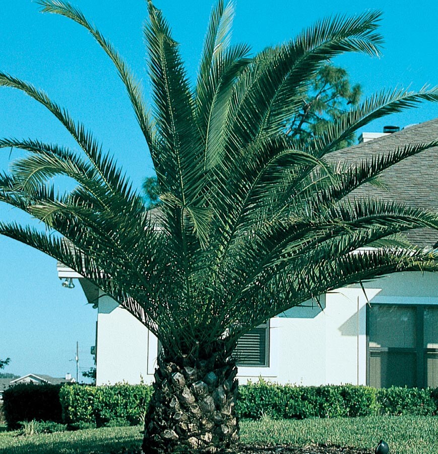  PC10 2.3-Gallon Yellow Feature Tree Canary Island Date Palm In Pot (With Soil)
