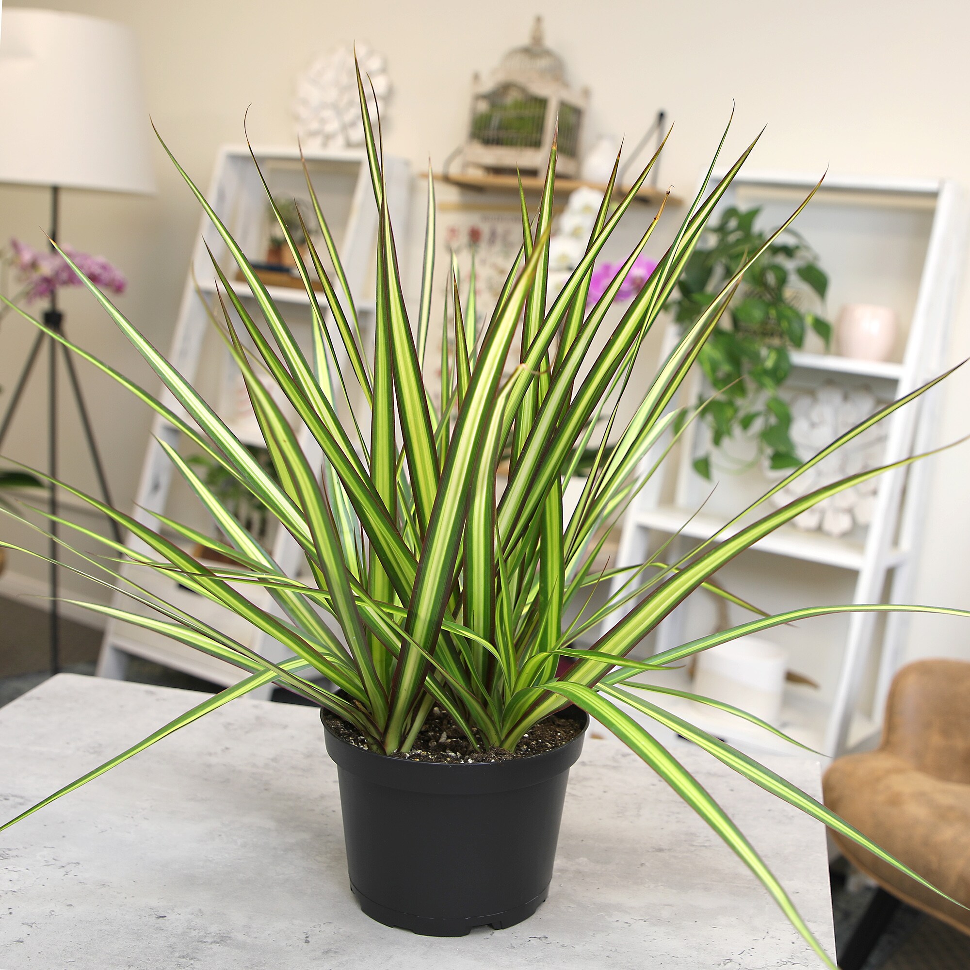 Altman Plants 0881592 hseplants - View #3
