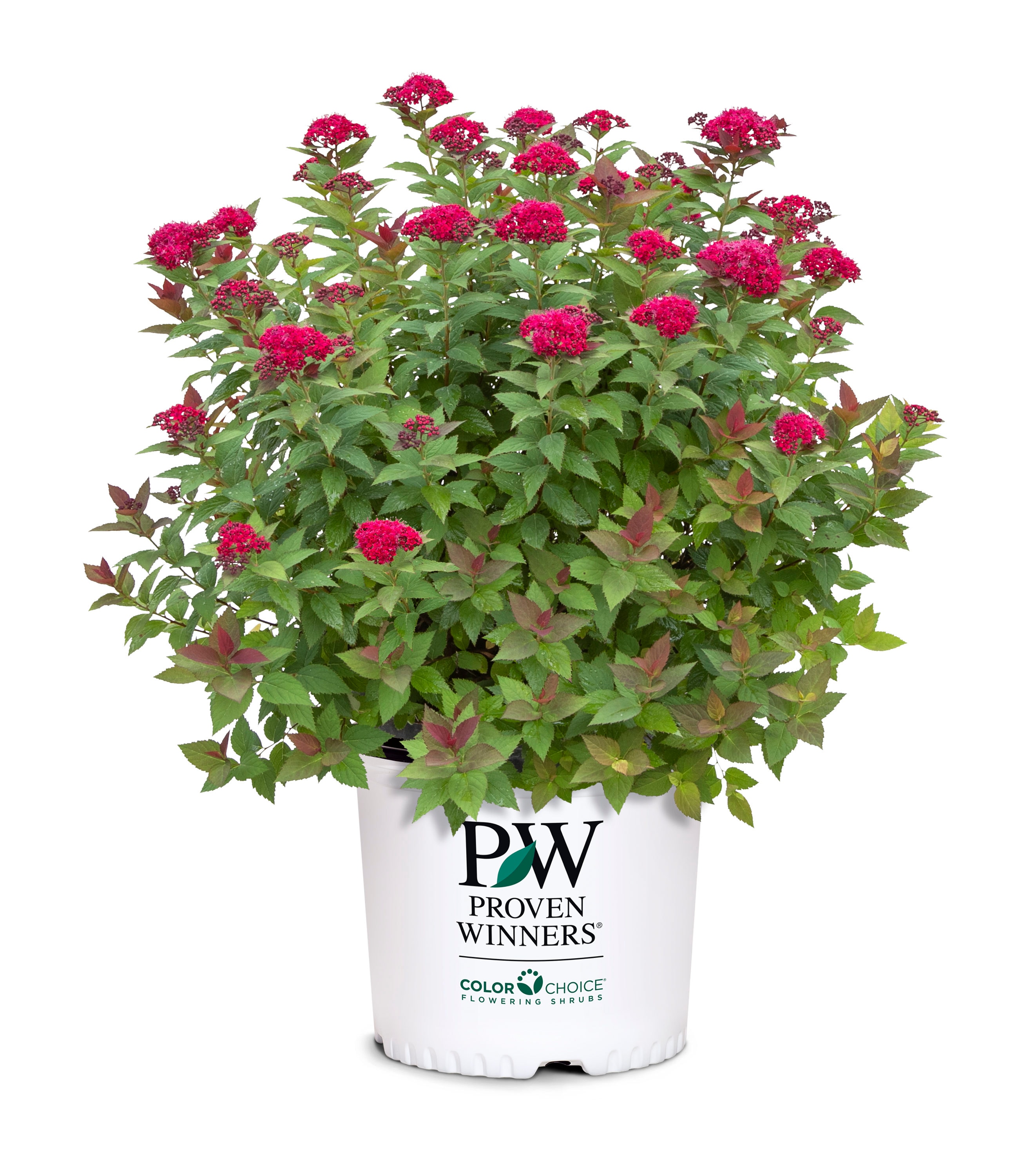 Proven Winners Red Double Play Doozie Spirea Flowering Shrub in 20 ...