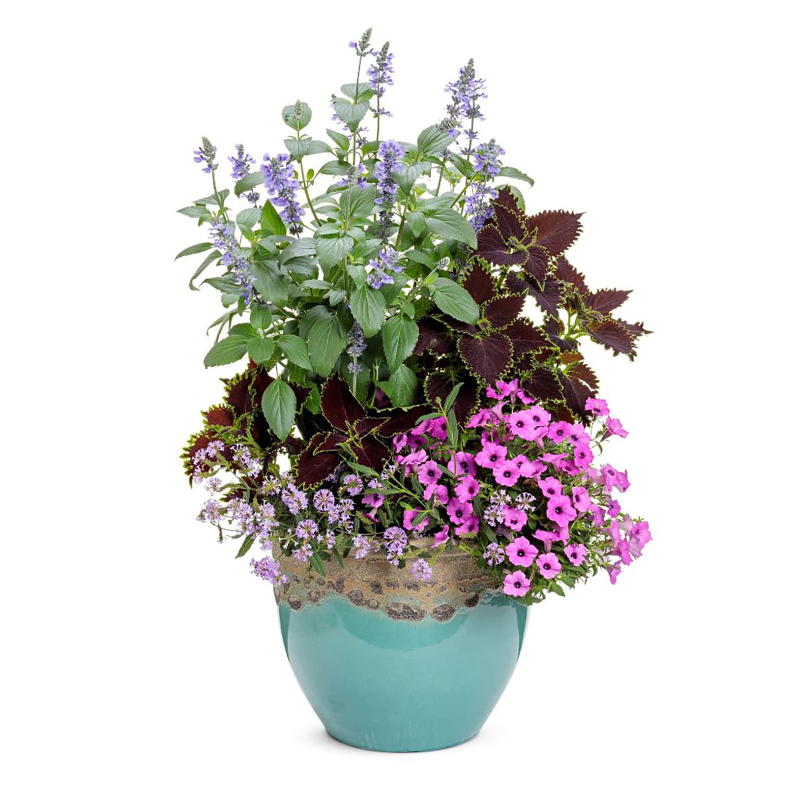 Proven Winners SUPPRW4067504 annuals - View #3