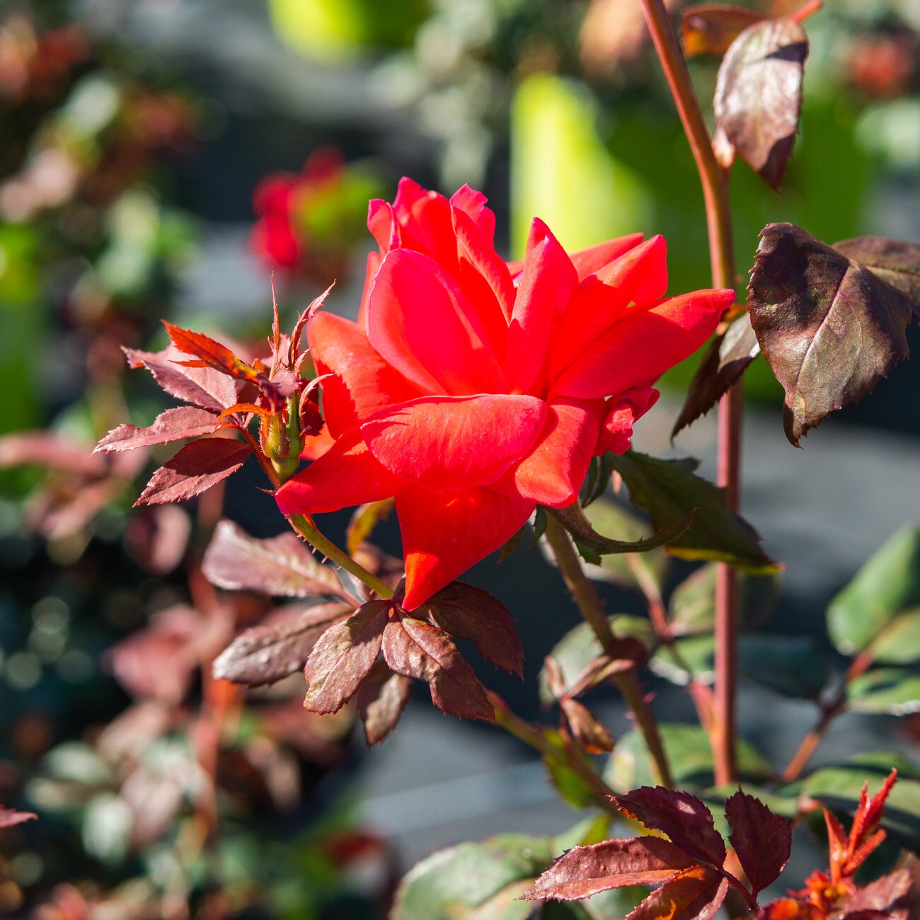 Perfect Plants Red Knockout Rose 1Gallon in Pot in the Roses