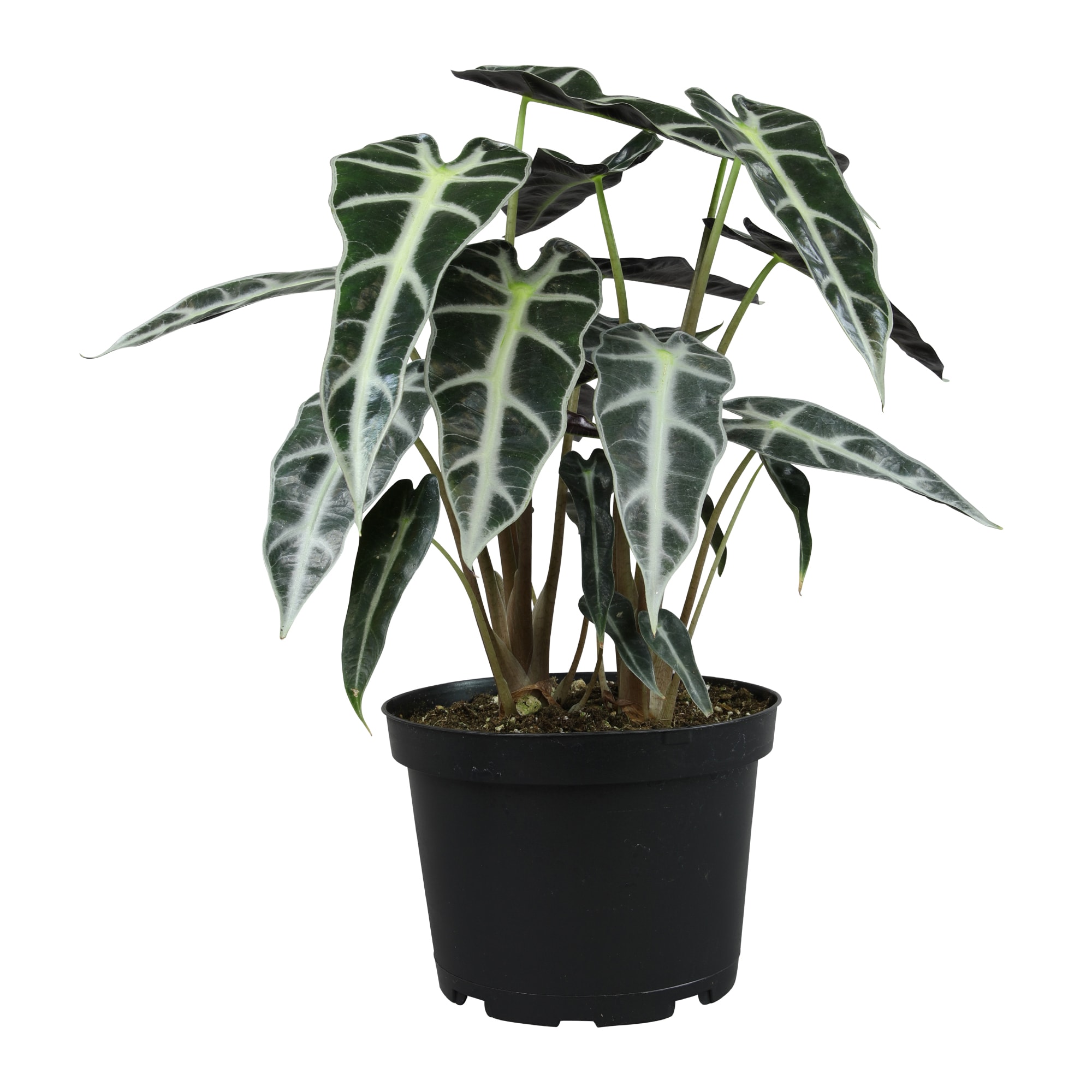 Altman Plants 0881597 hseplants - View #7