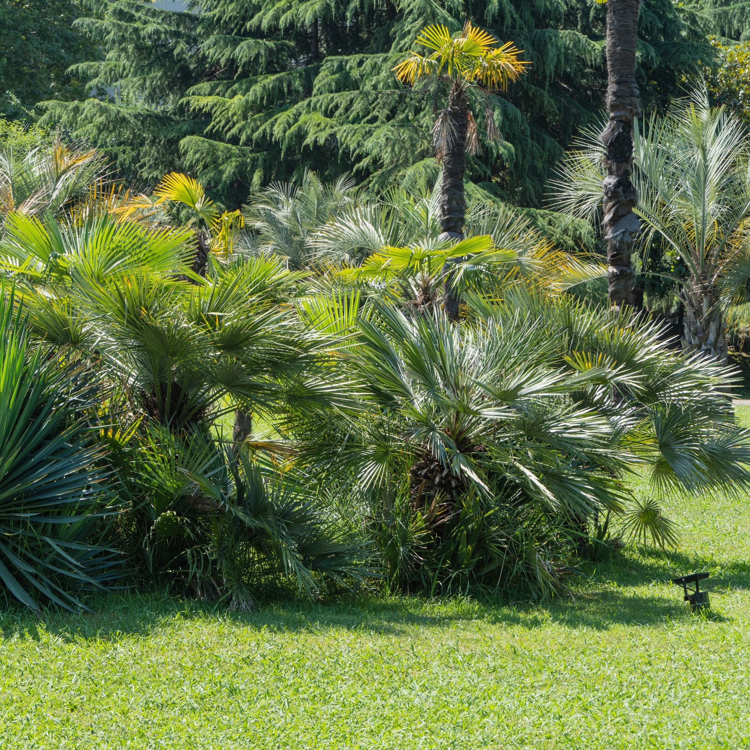 National Plant Network LW2660 trees - View #8