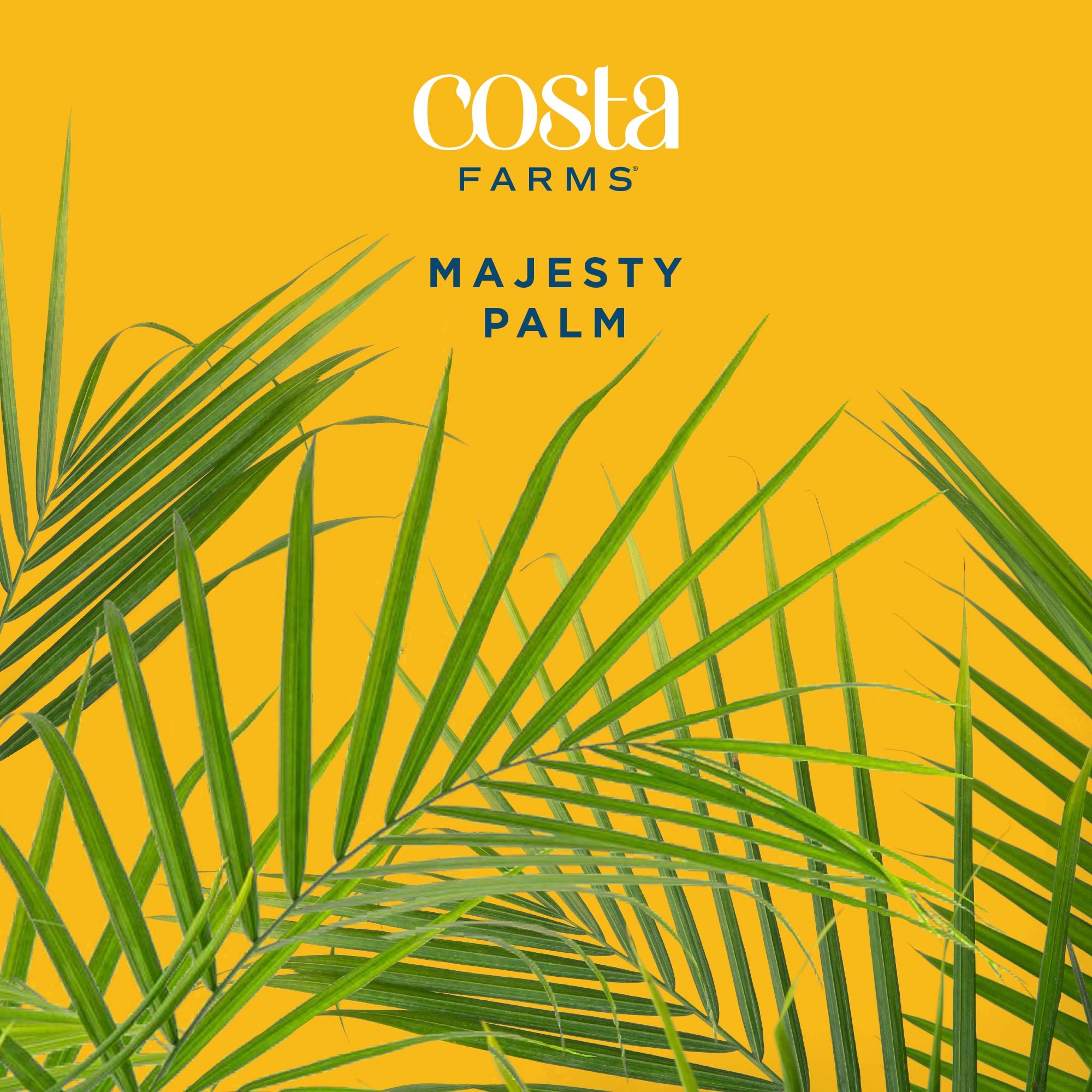 Costa Farms L-MAJ-S-BEI-01-LW hseplants - View #4