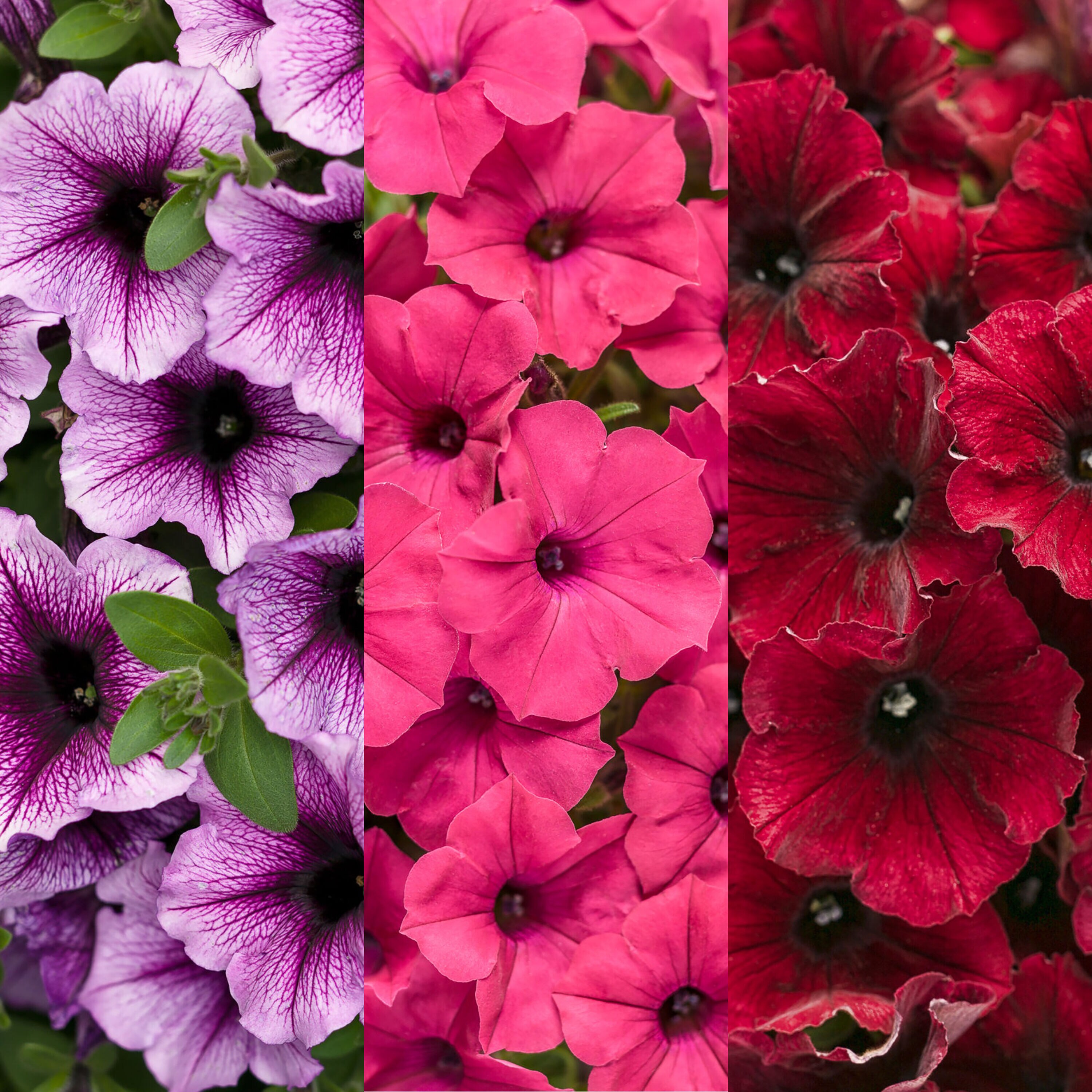 Proven Winners COMOOO5336106 annuals - View #2