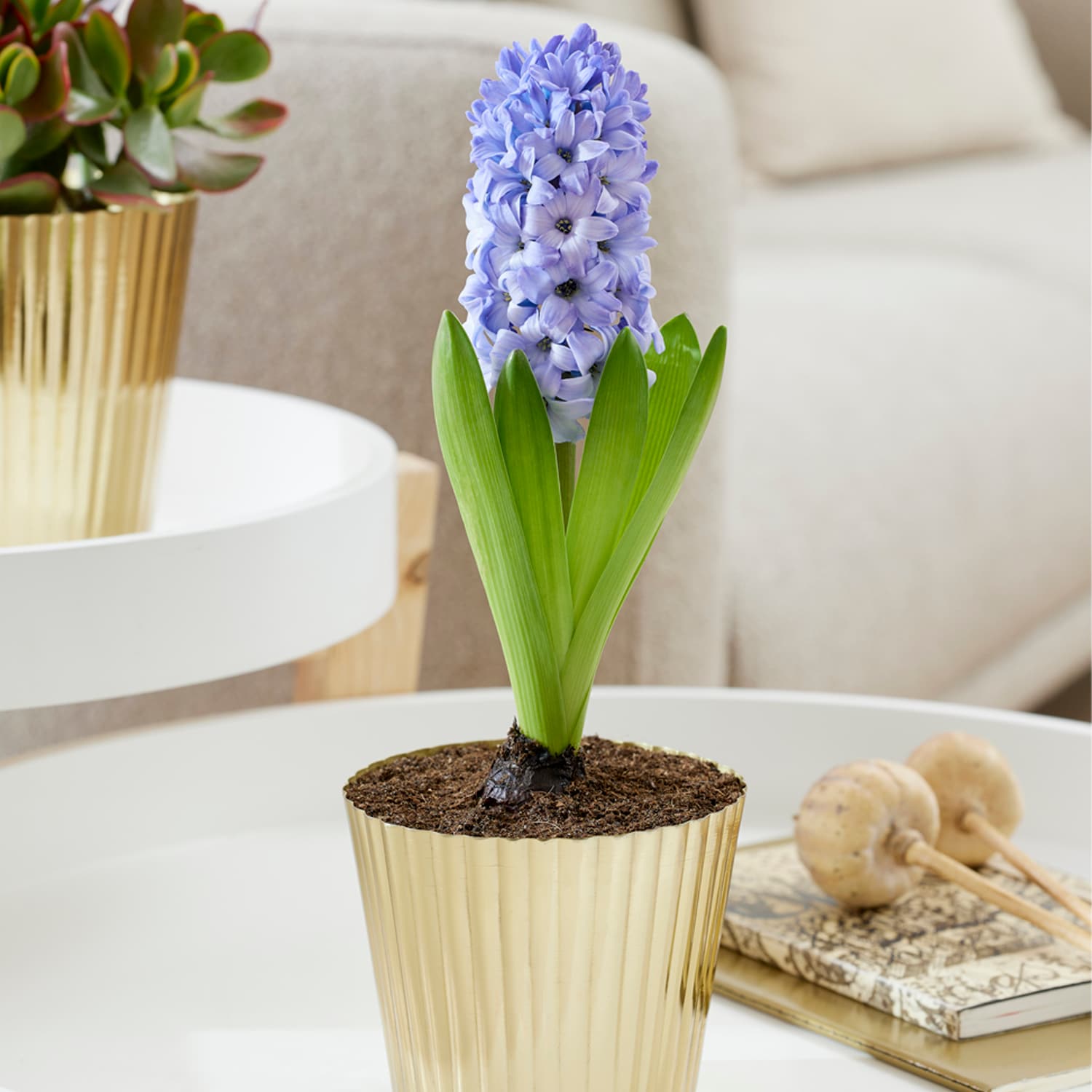 Van Zyverden 88472 Blue Pre-Chilled Hyacinth Kit Delft Blue With Fluted Iron Faux Brass Finish Bulb Planter Bulbs 1 Count