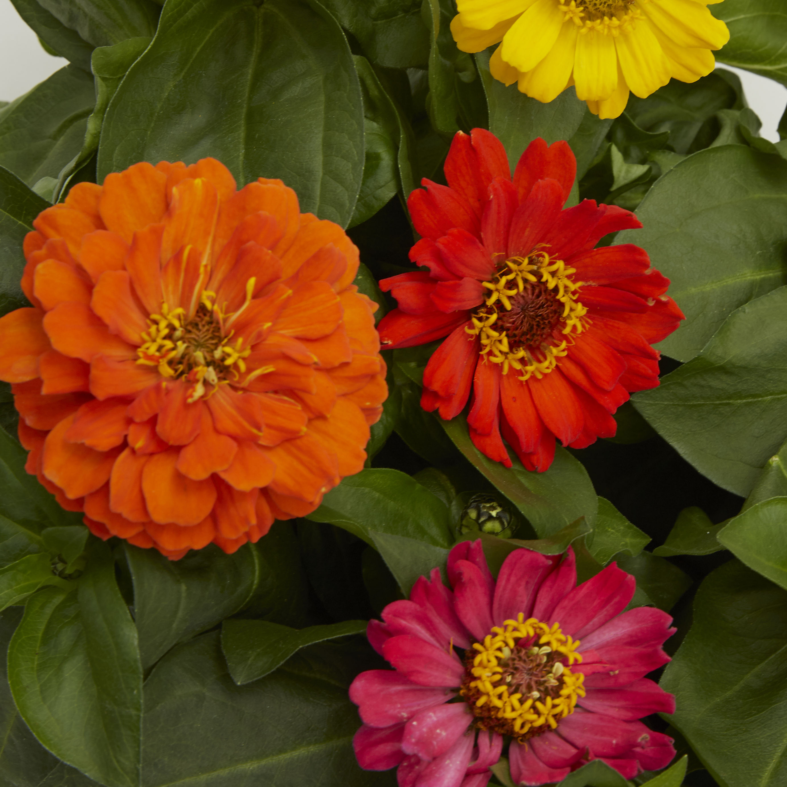 Lowe's 462138 annuals - View #2