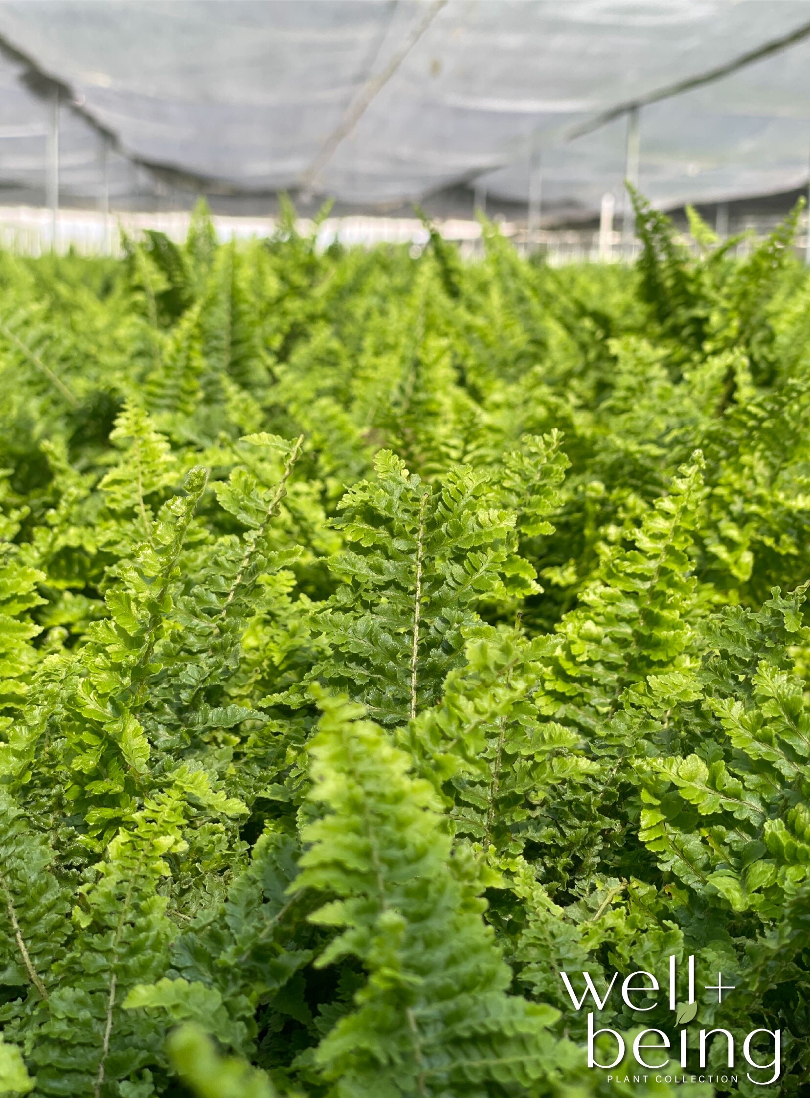 Nature's Way Farms 901 hseplants - View #3