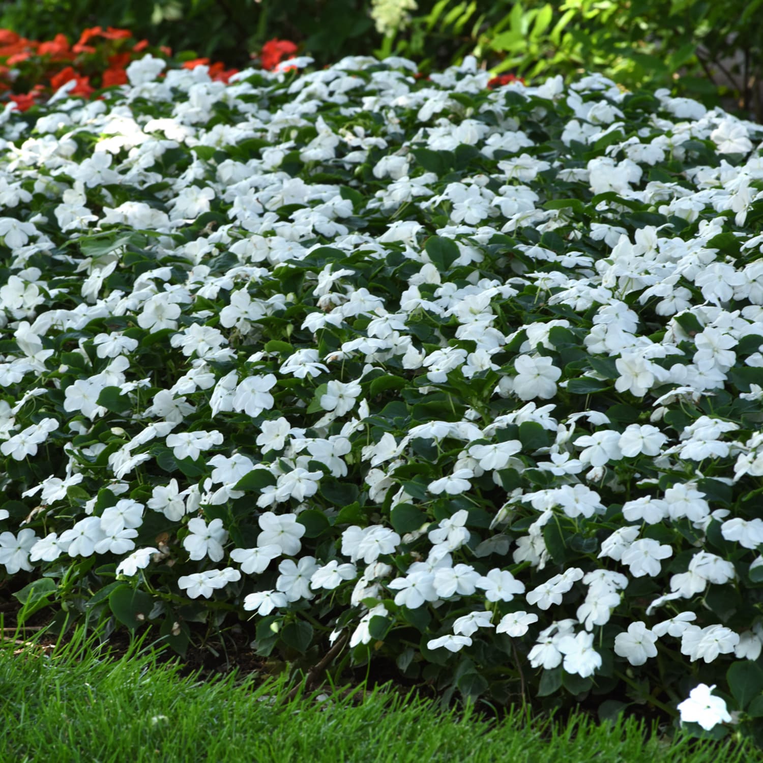 Altman Plants 0881278 annuals - View #6