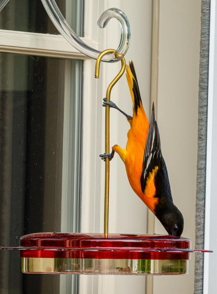 BIRDS CHOICE NP1002 Bird-Feeders - View #12