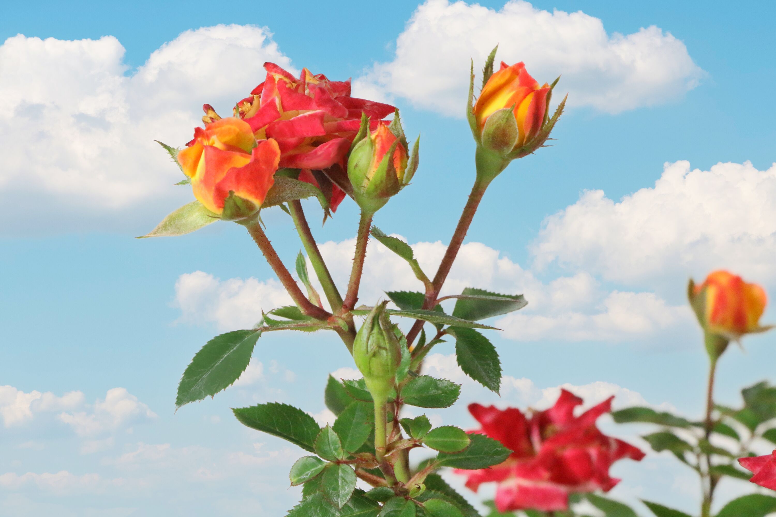 National Plant Network LW1287 roses - View #4