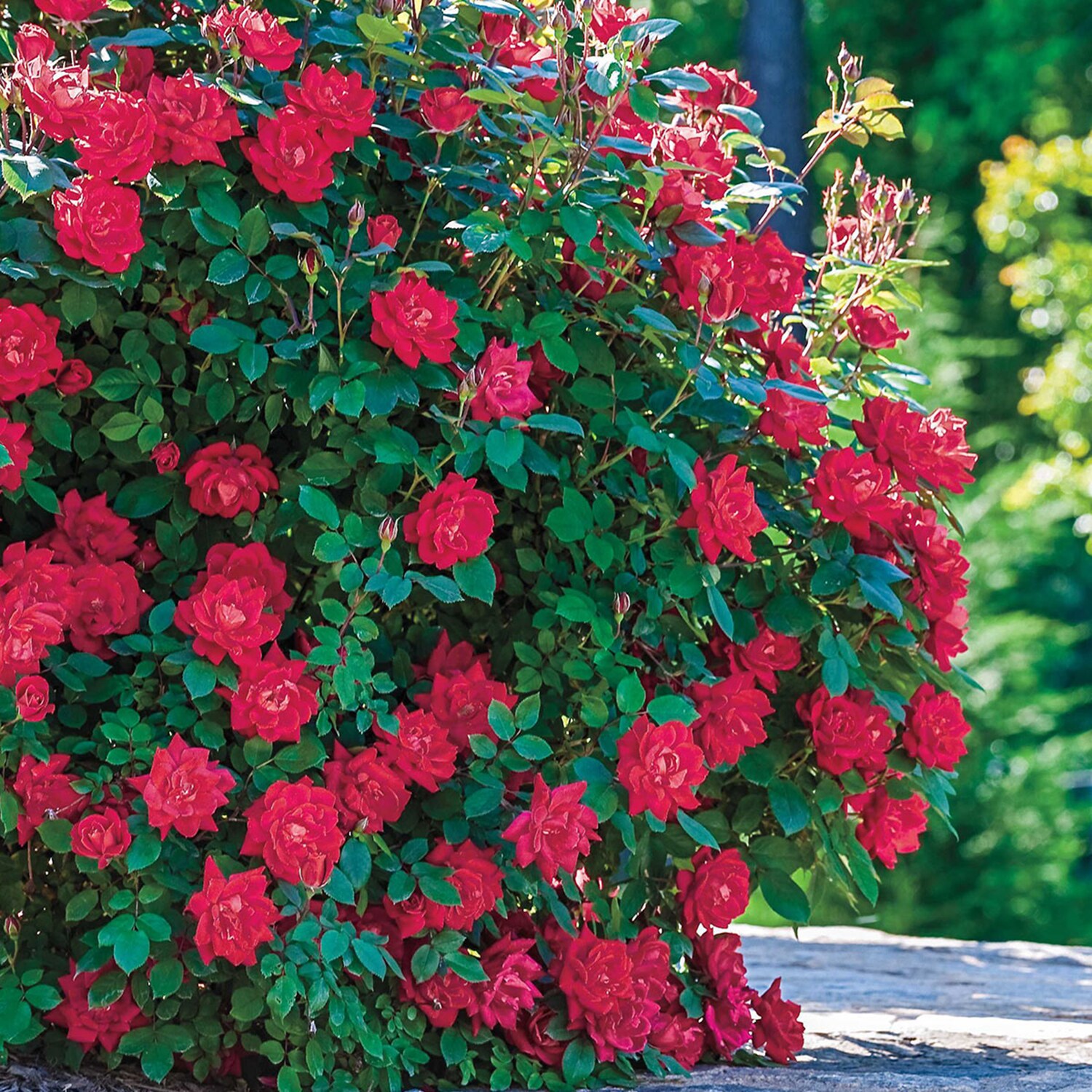 Red Ribbons  Groundcover Rose