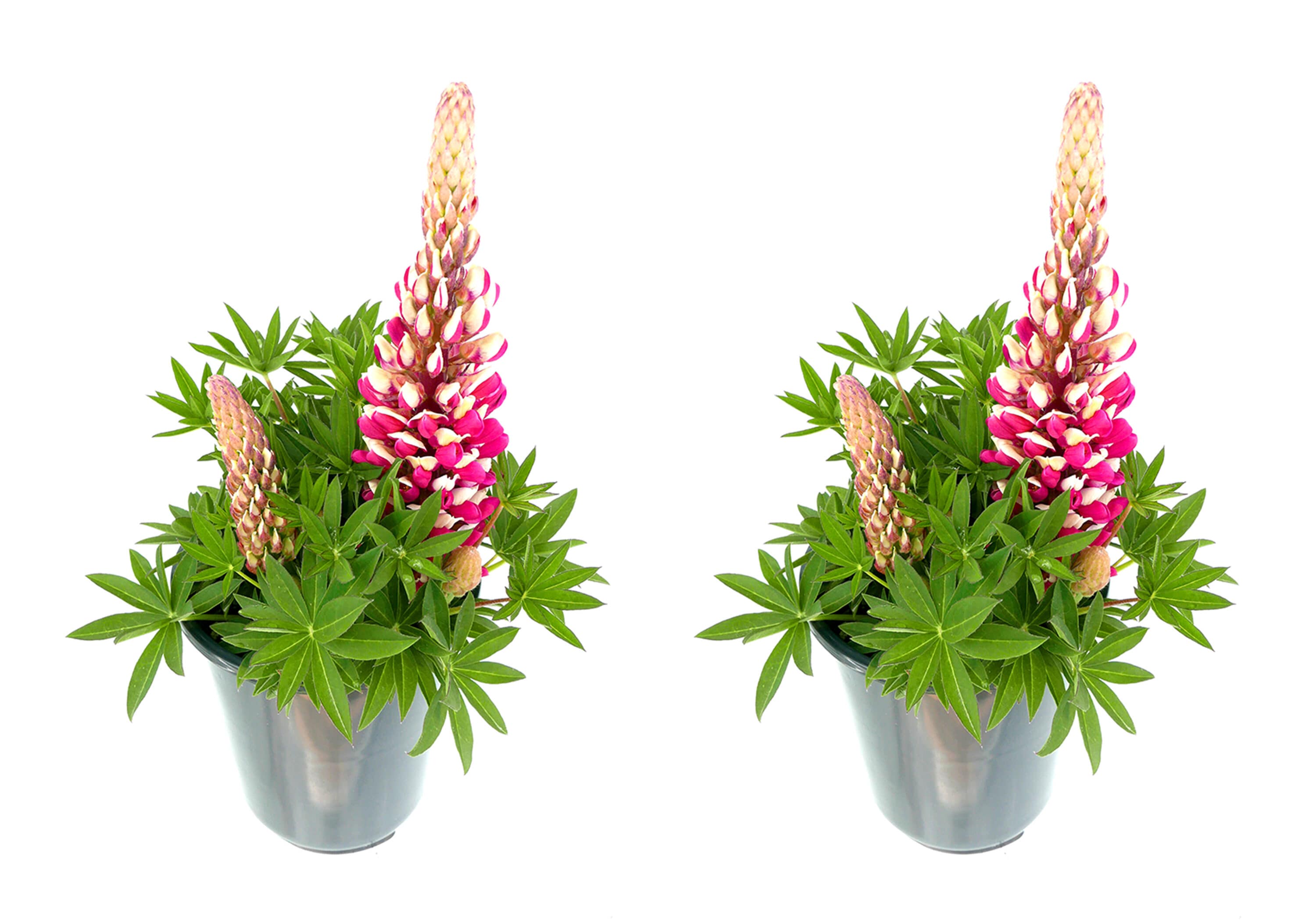 2.5 -Quart Red Lupine 'Staircase Red' 2 -Pack - Low Maintenance