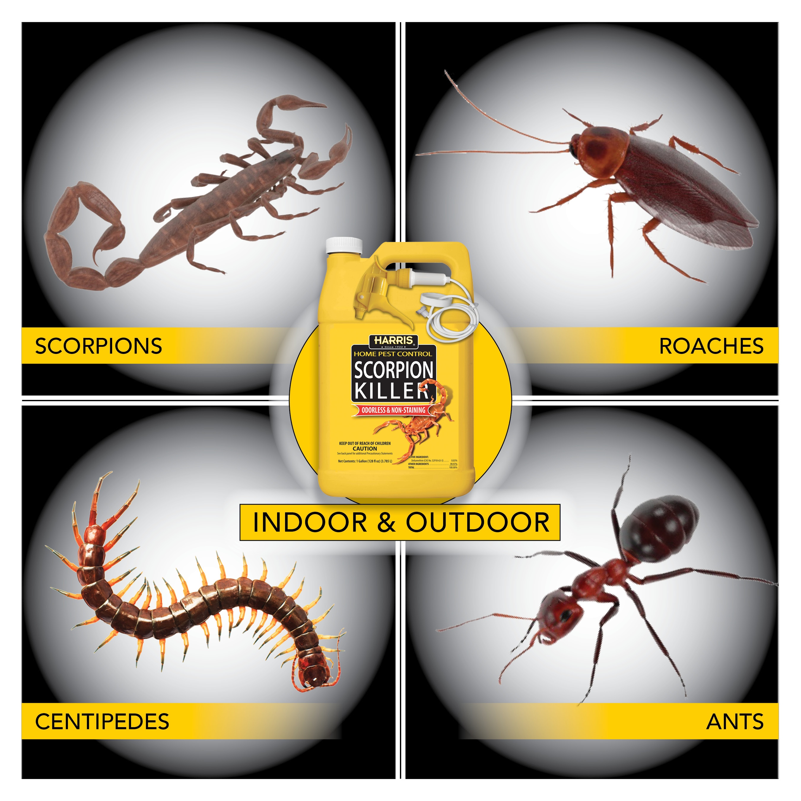 Scorpions - HomeTeam Pest Defense