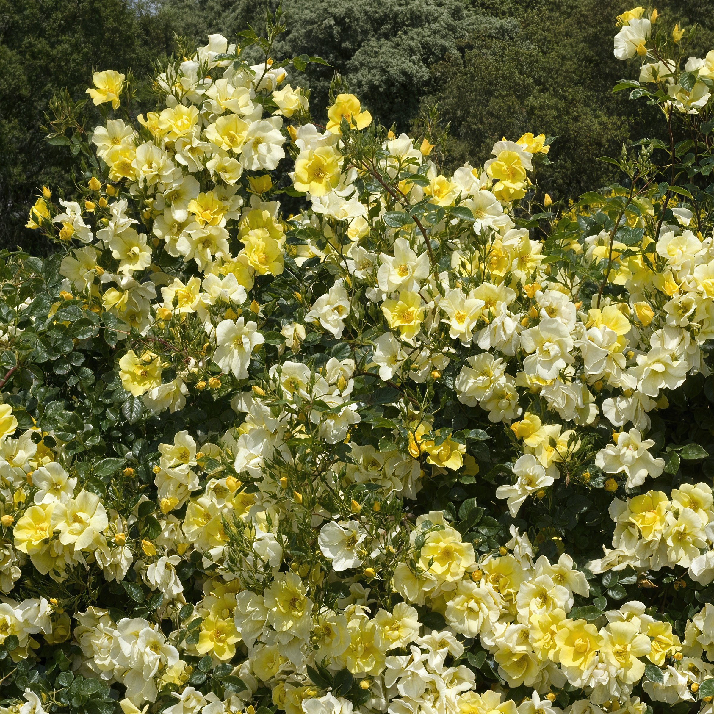 National Plant Network LW2572 roses - View #4