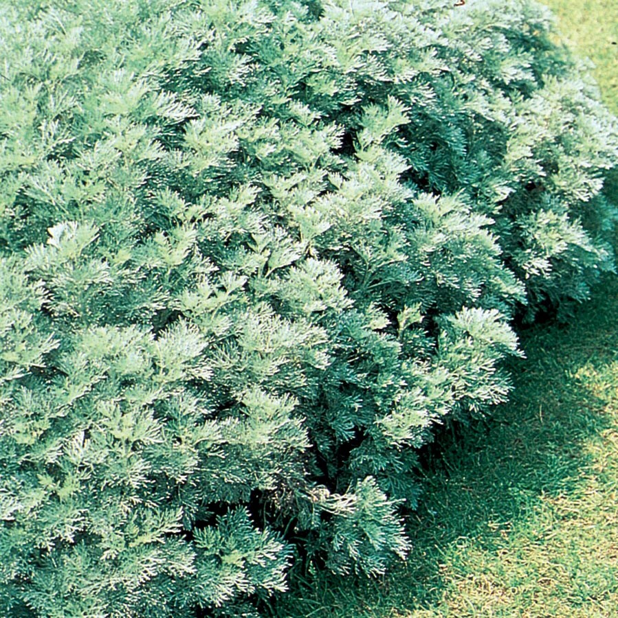 Lowe's NURSERY perennials - View #3