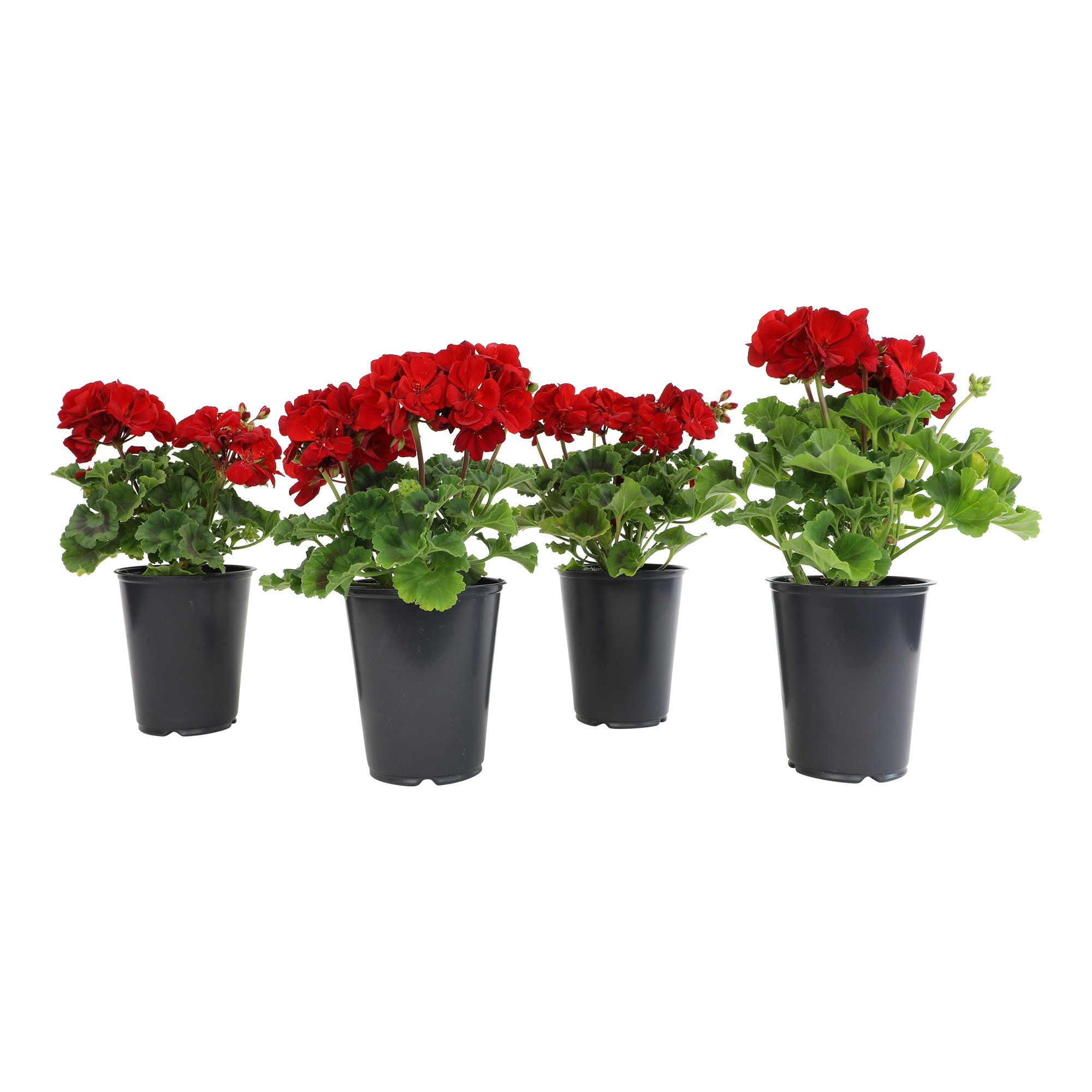 Altman Plants 0872840 perennials - View #7