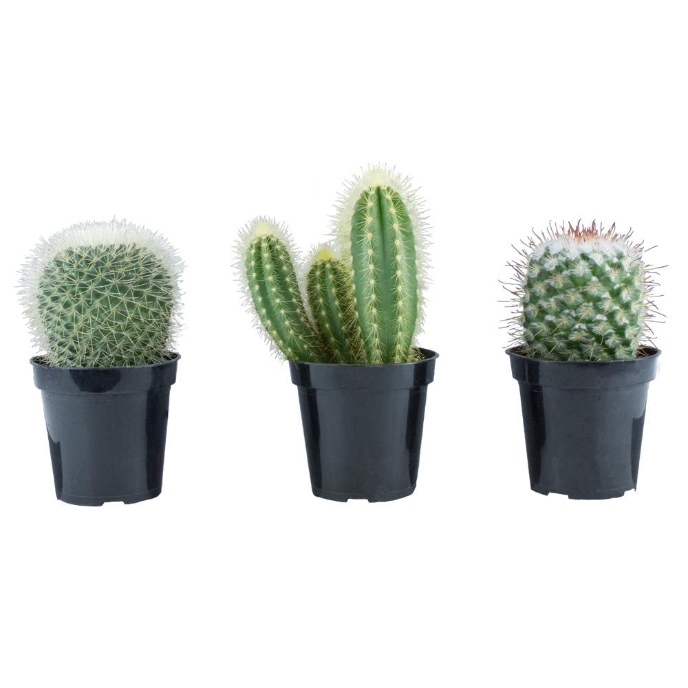  0881036 3-Pack Cactus in 11-oz Pot