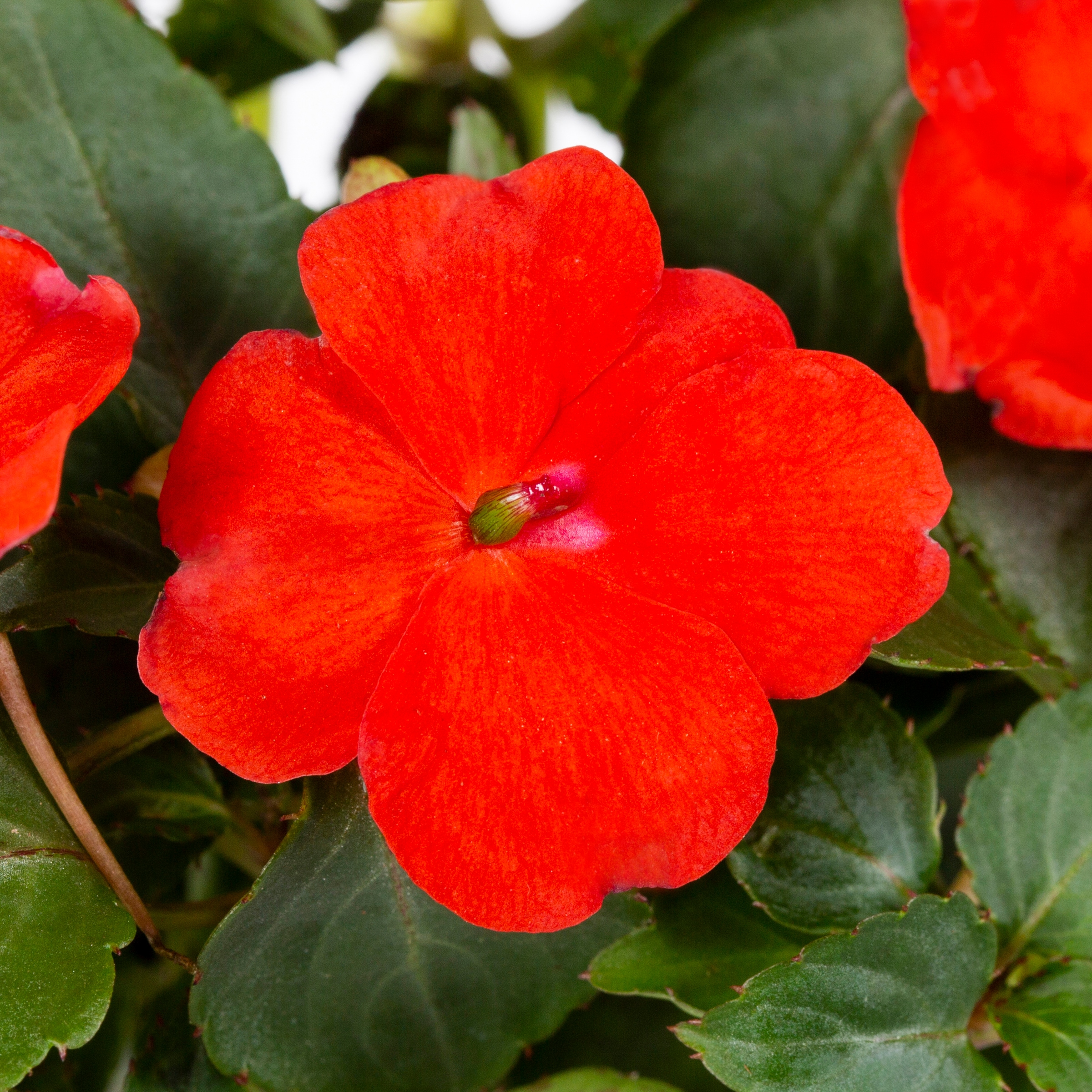 Lowe's 162547 annuals - View #6
