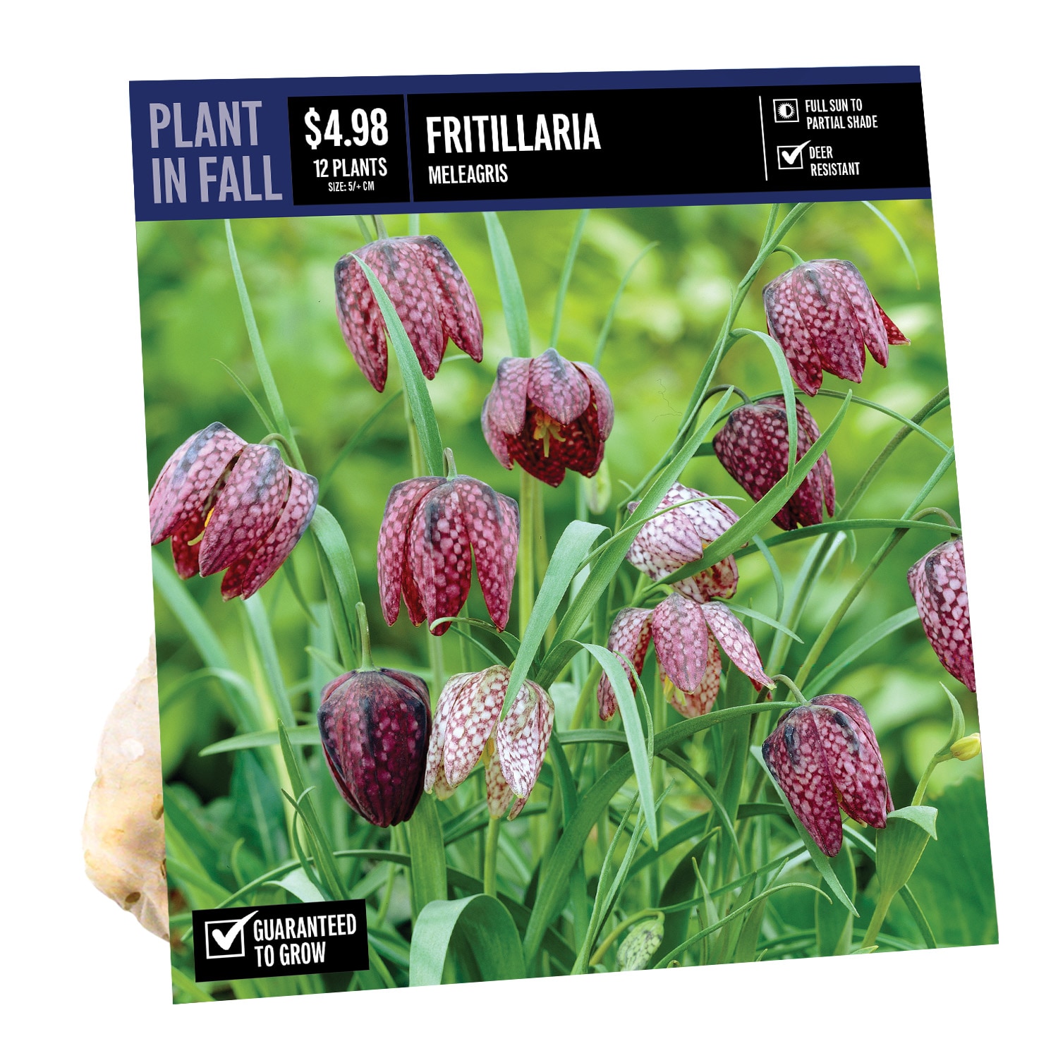  NURSERY FRITILLARIA MELEAGRIS PBS