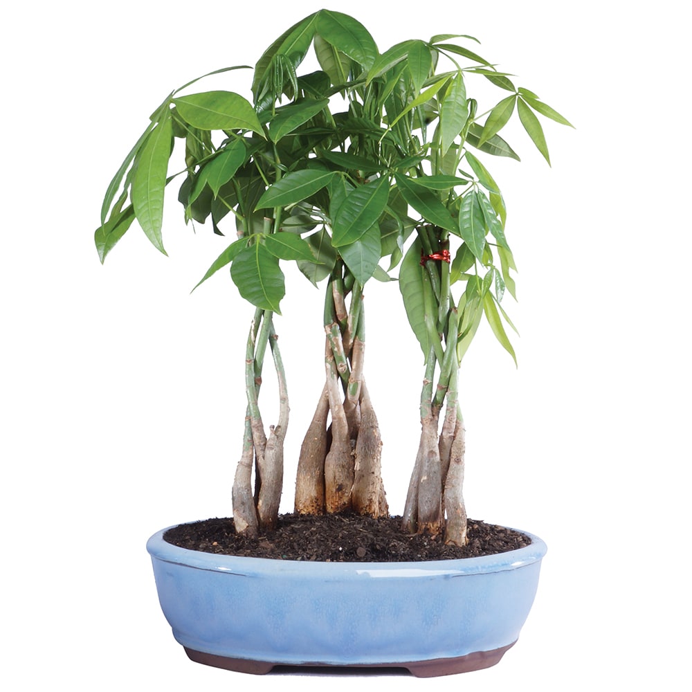 Brussel's Bonsai DT2312MTG3 trees - View #5