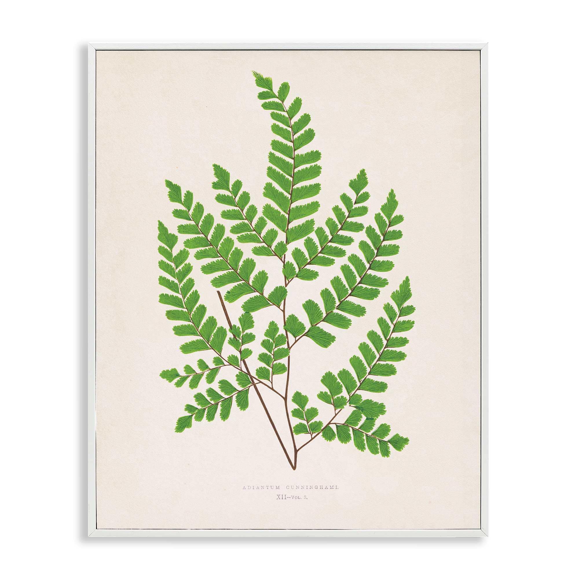 Stupell Industries -  Woodland Sprigs Study White Framed Giclee Art By Phillipa Katz 11 x 14