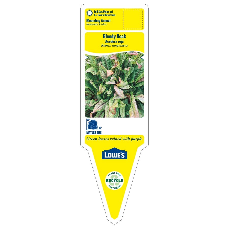 Lowe's NURSERY annuals - View #2