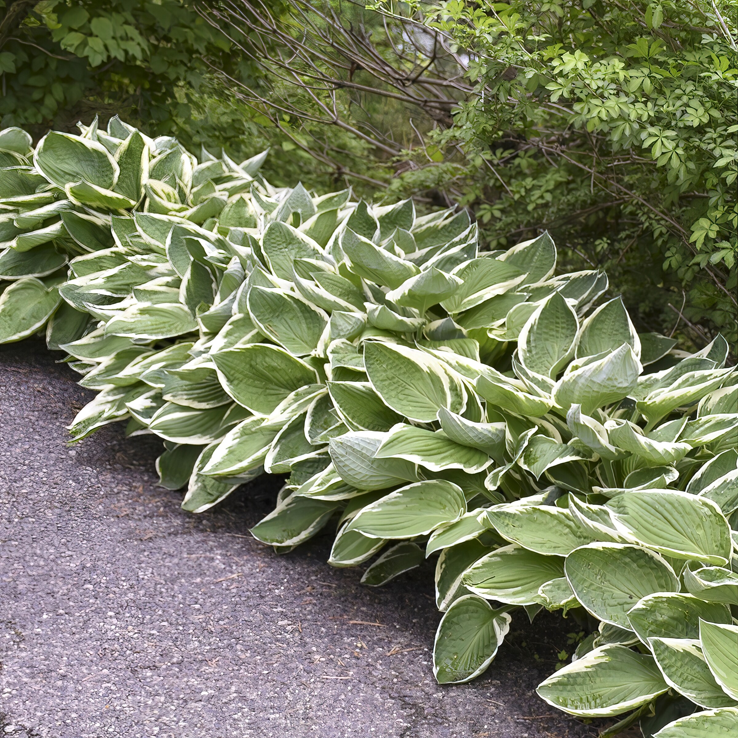 National Plant Network LW1546 perennials - View #3