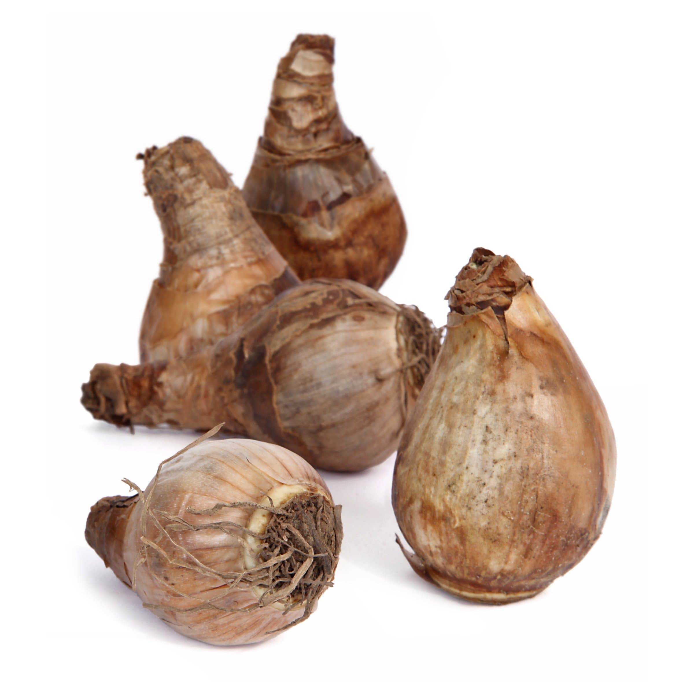 National Plant Network LW3140C Yellow Daffodil Dutch Master Bulbs Bulbs 100 Count