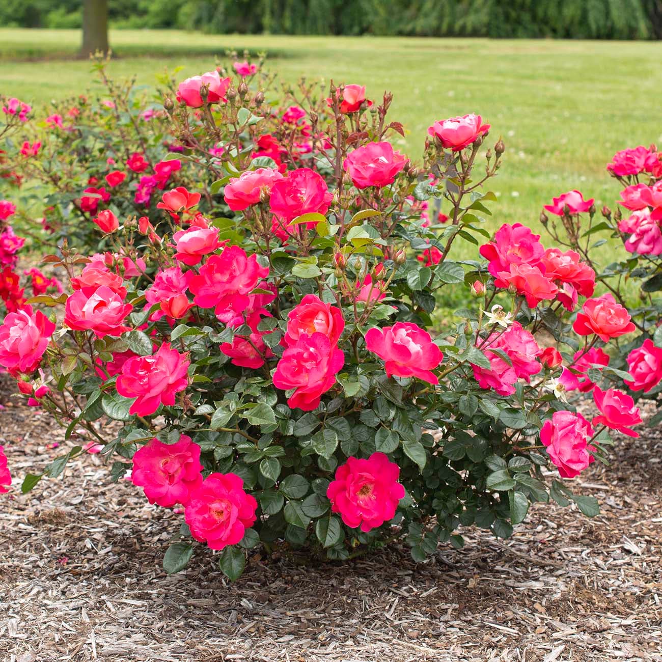 Van Zyverden Pink Rose 2-Quart in Pot in the Roses department at Lowes.com