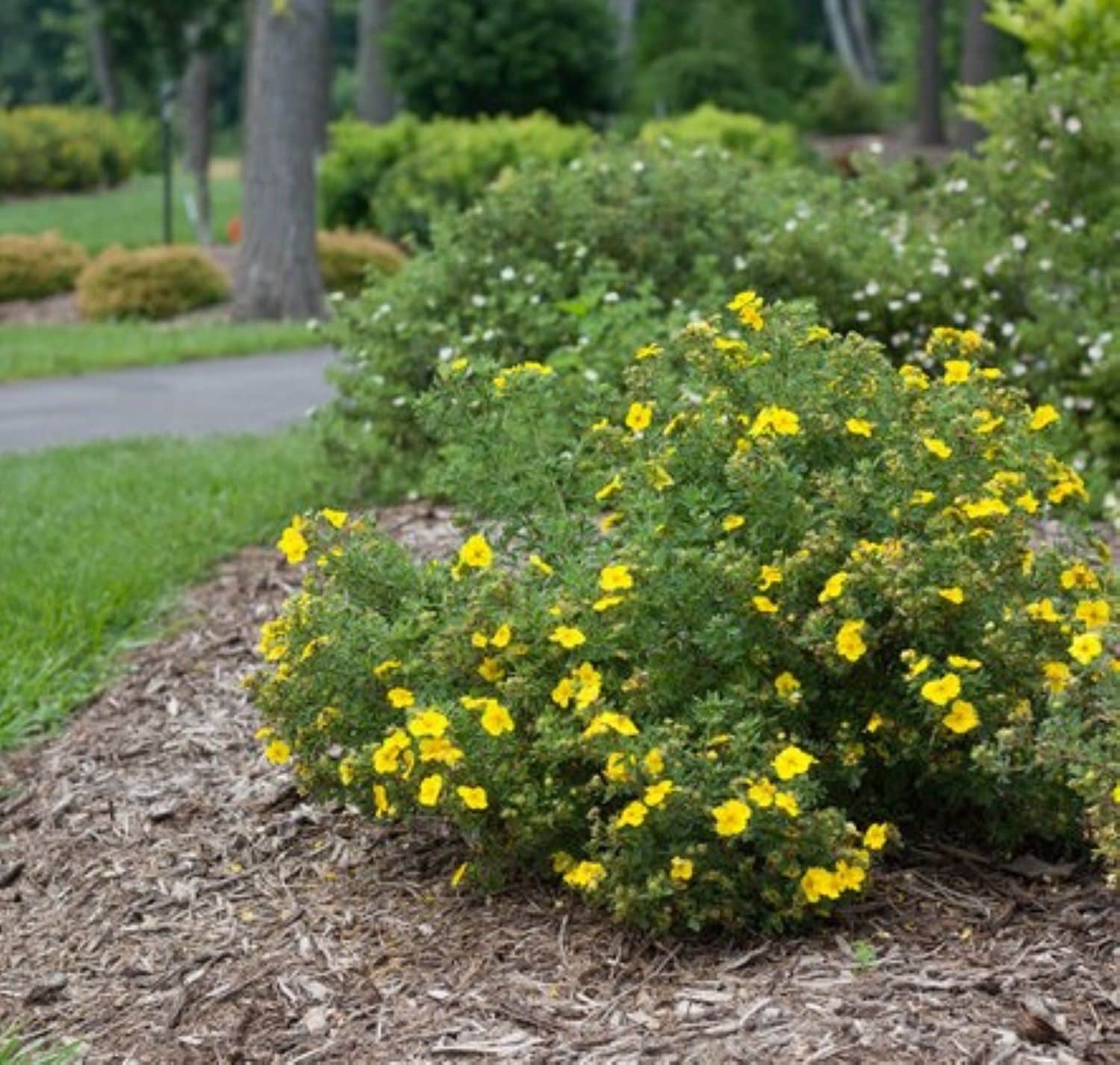 Proven Winners O61592W shrubs - View #2