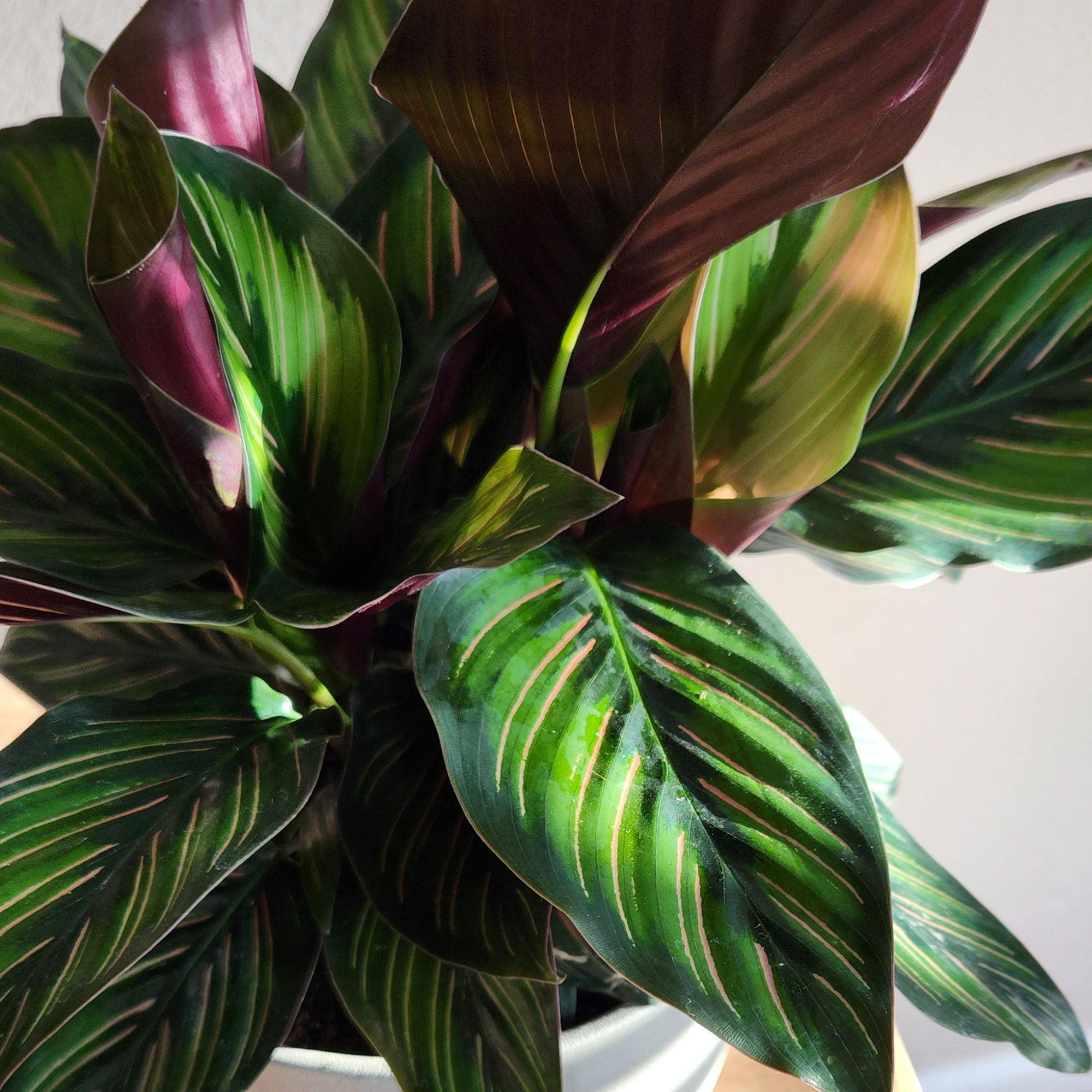 Calathea Ornata Pinstripe Plant in Black Plastic Pot