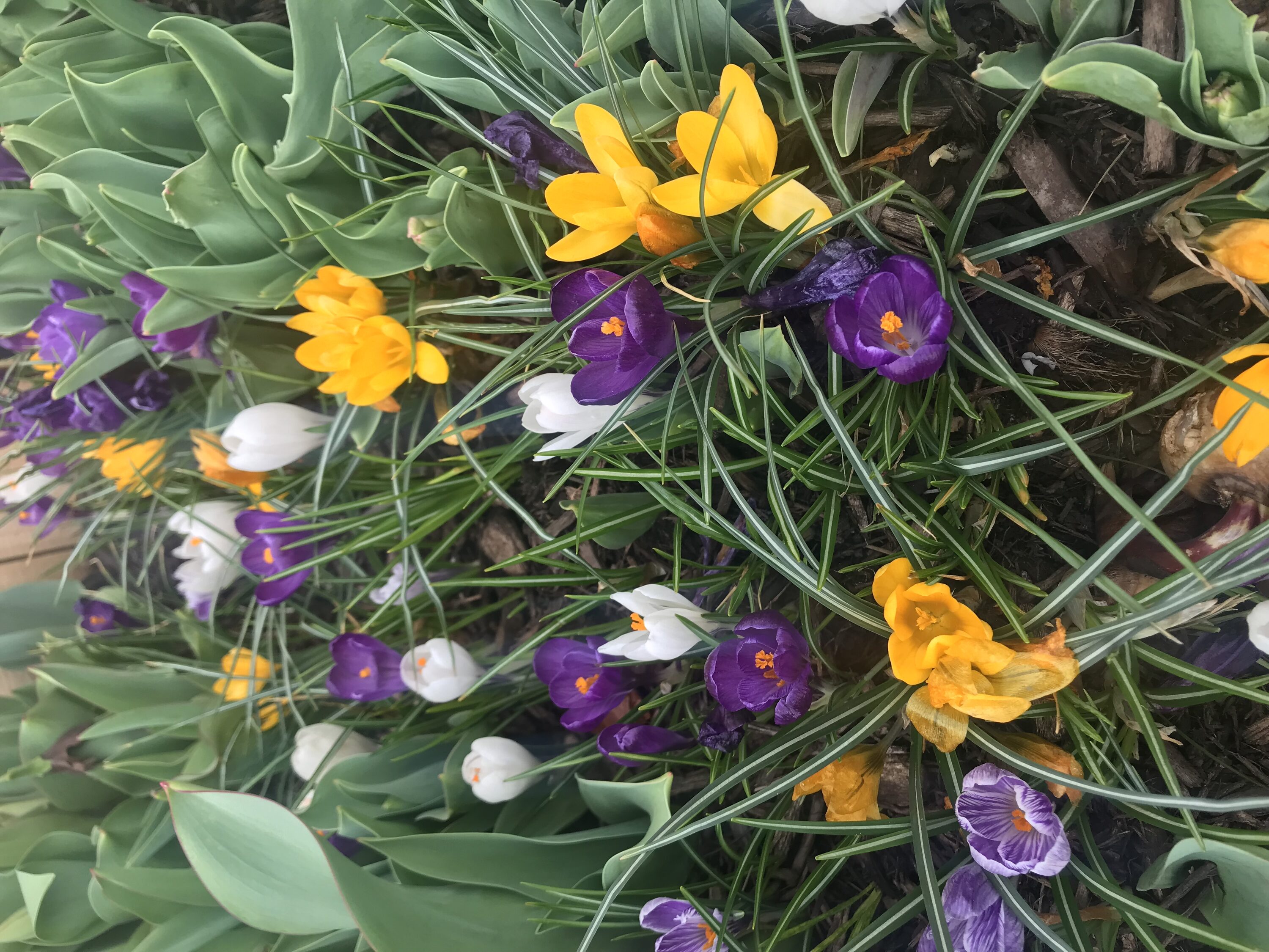 Daylily Nursery 21666 Multicolor Crocus (mixed) Plant in 40 -Pack Bareroot 1 -Pack