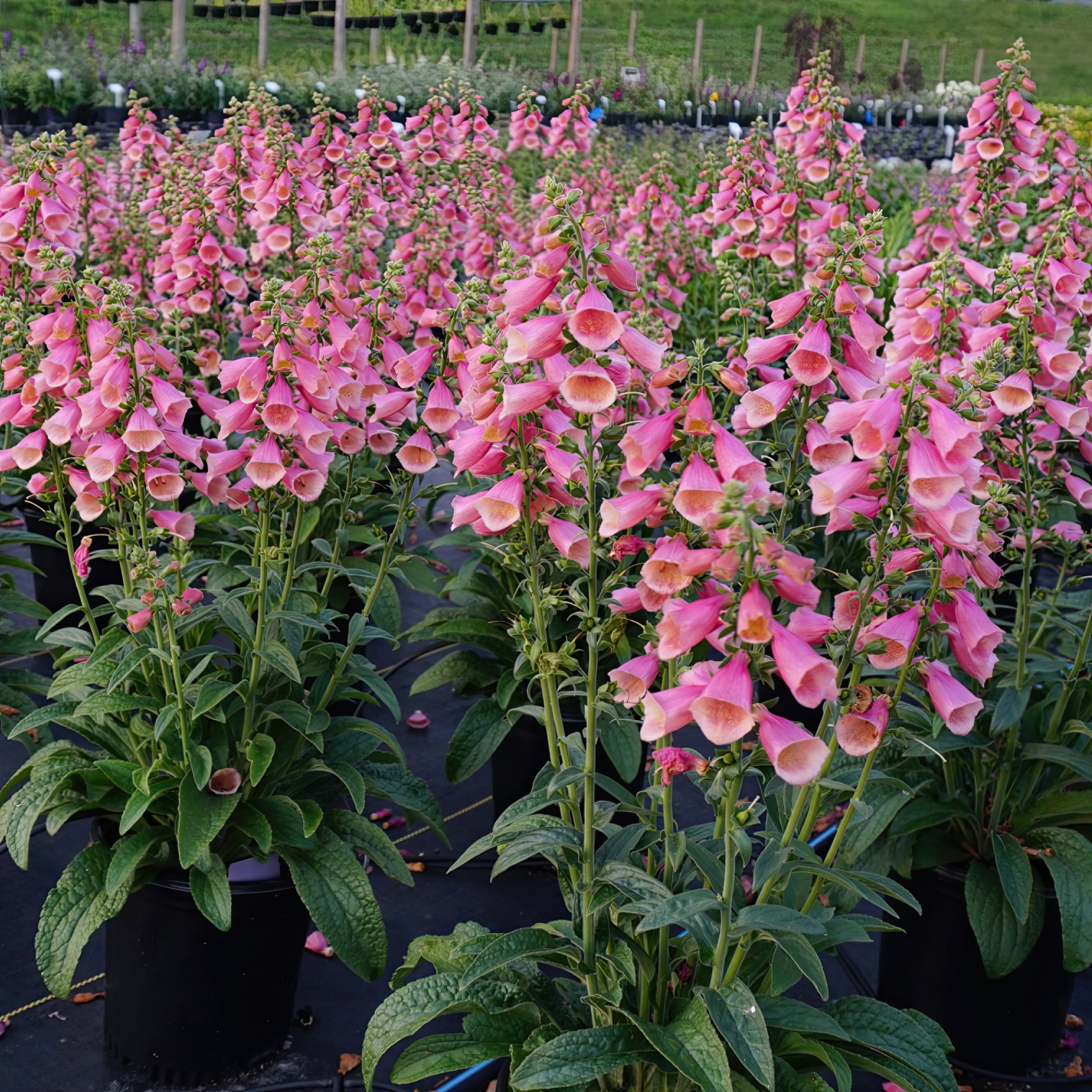 National Plant Network LW1975 perennials - View #5
